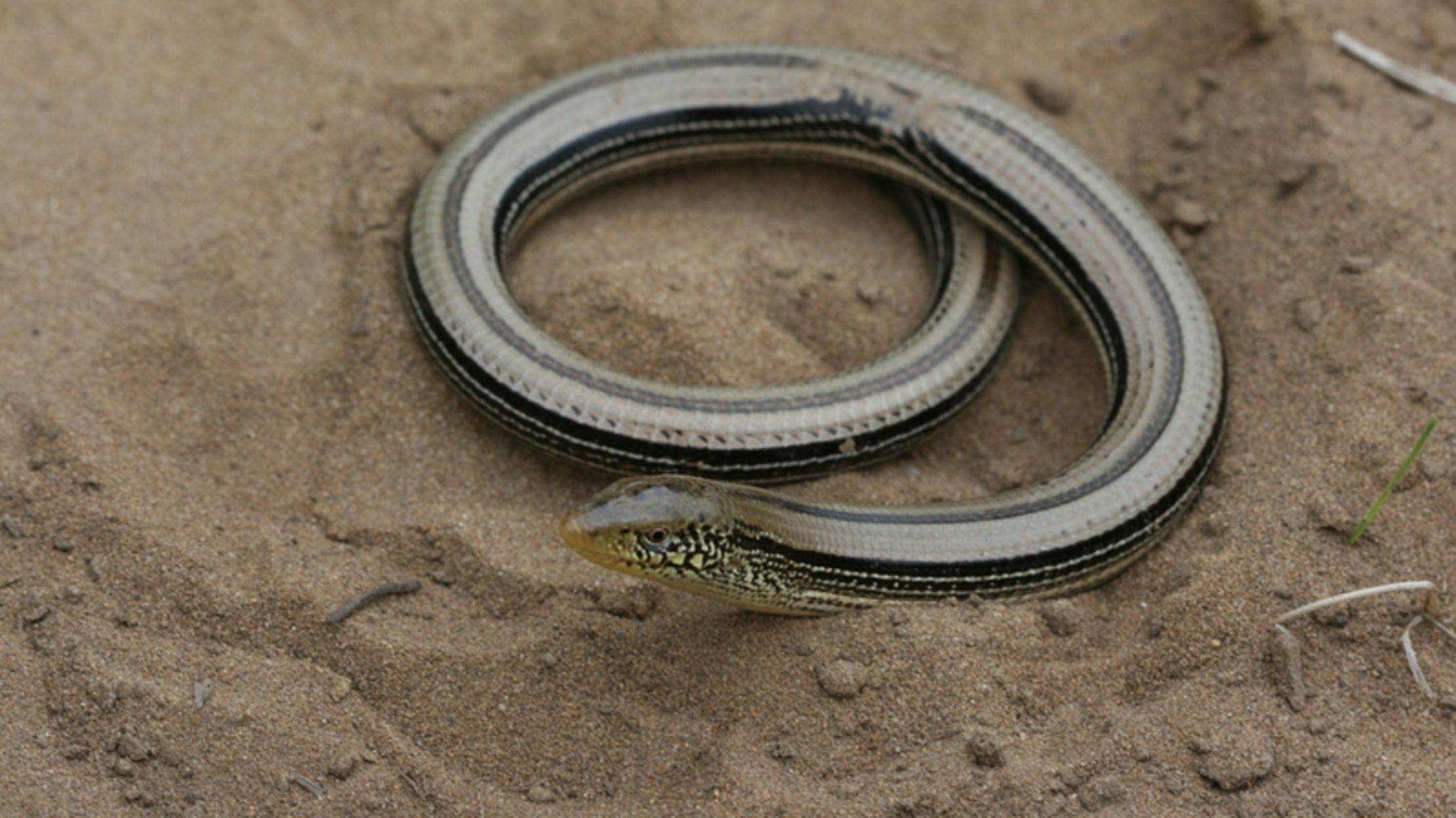 5 Slithering Differences Between Snakes and Legless Lizards Mental Floss