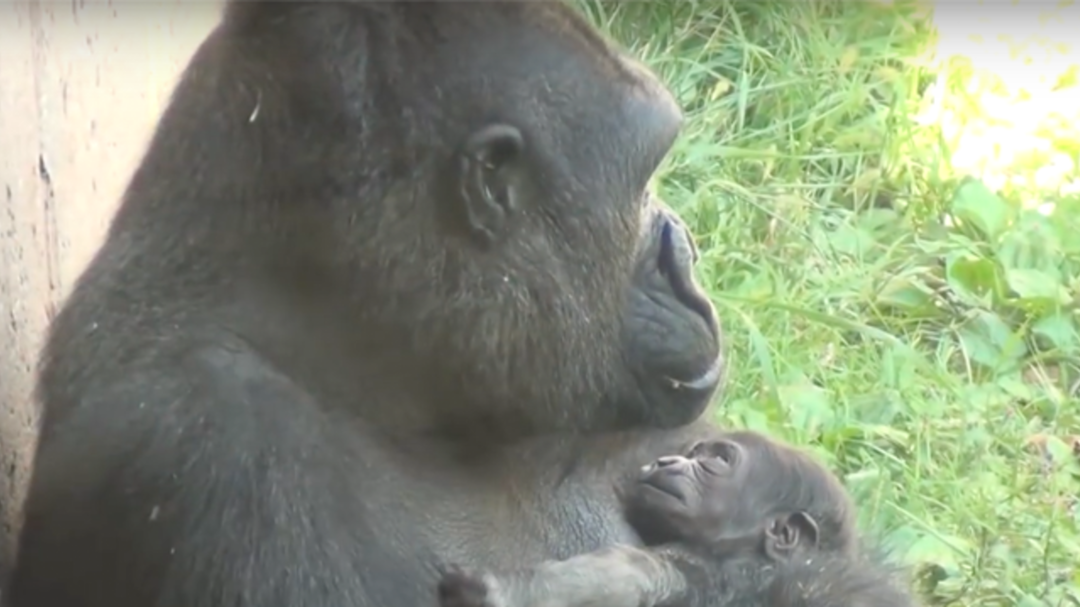 The Philadelphia Zoo Wants You To Help Name Its Newest Baby Gorilla Mental Floss
