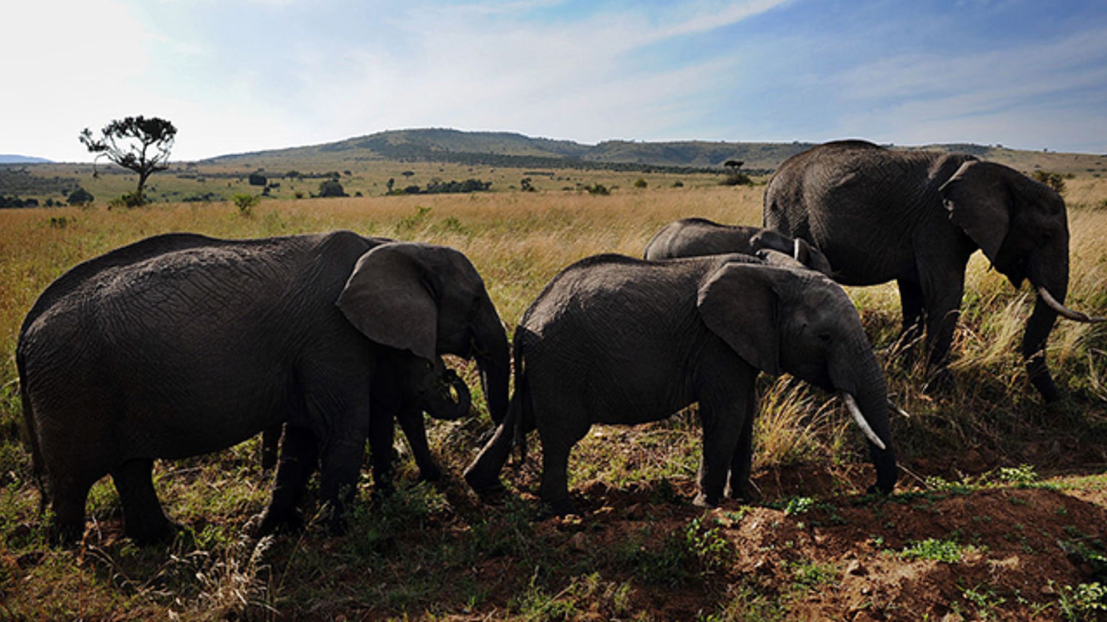 African Elephant Populations Are Declining 8% Per Year | Mental Floss