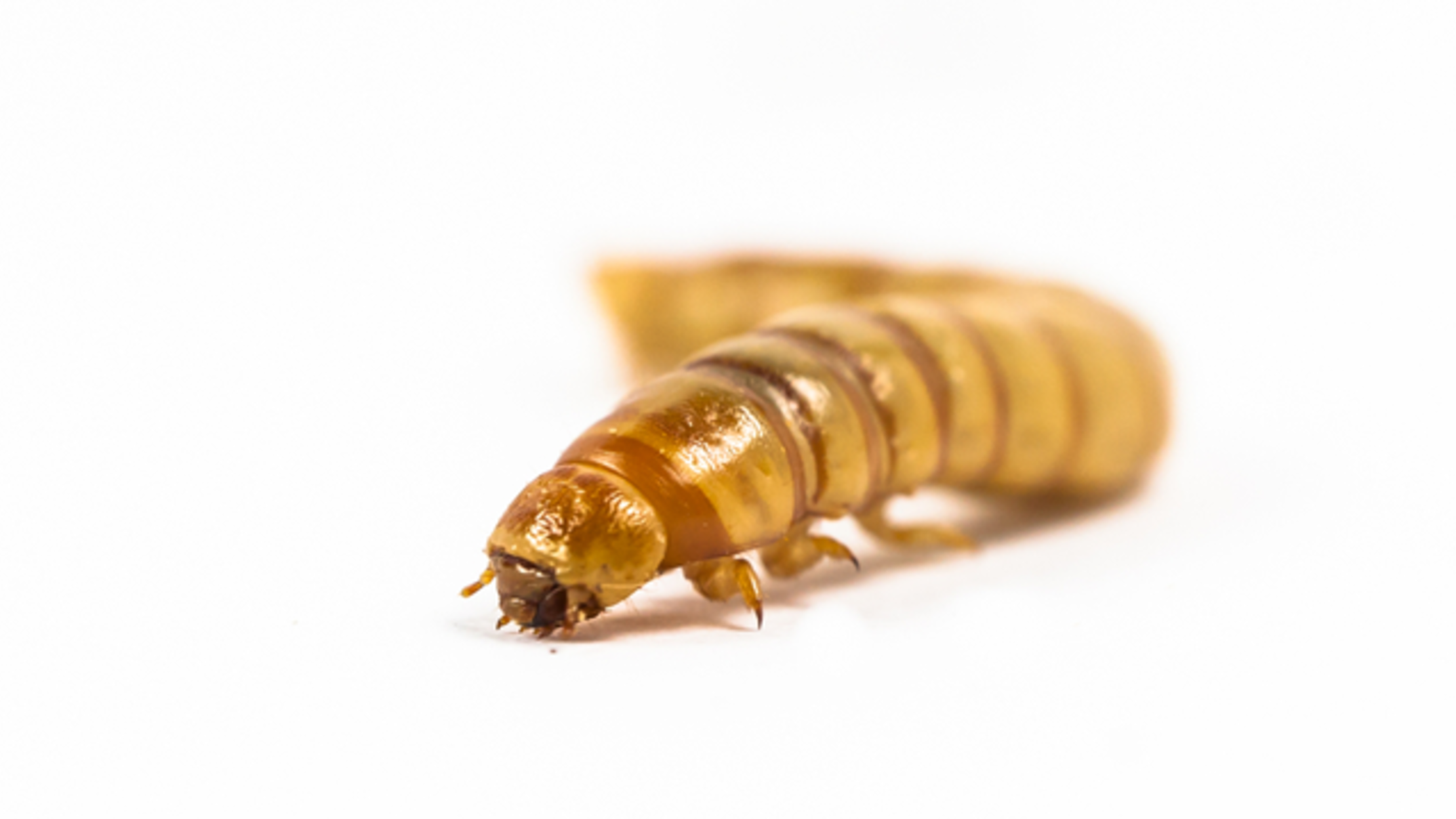 Scientists Experiment With Turning Mealworms Into Margarine Mental Floss