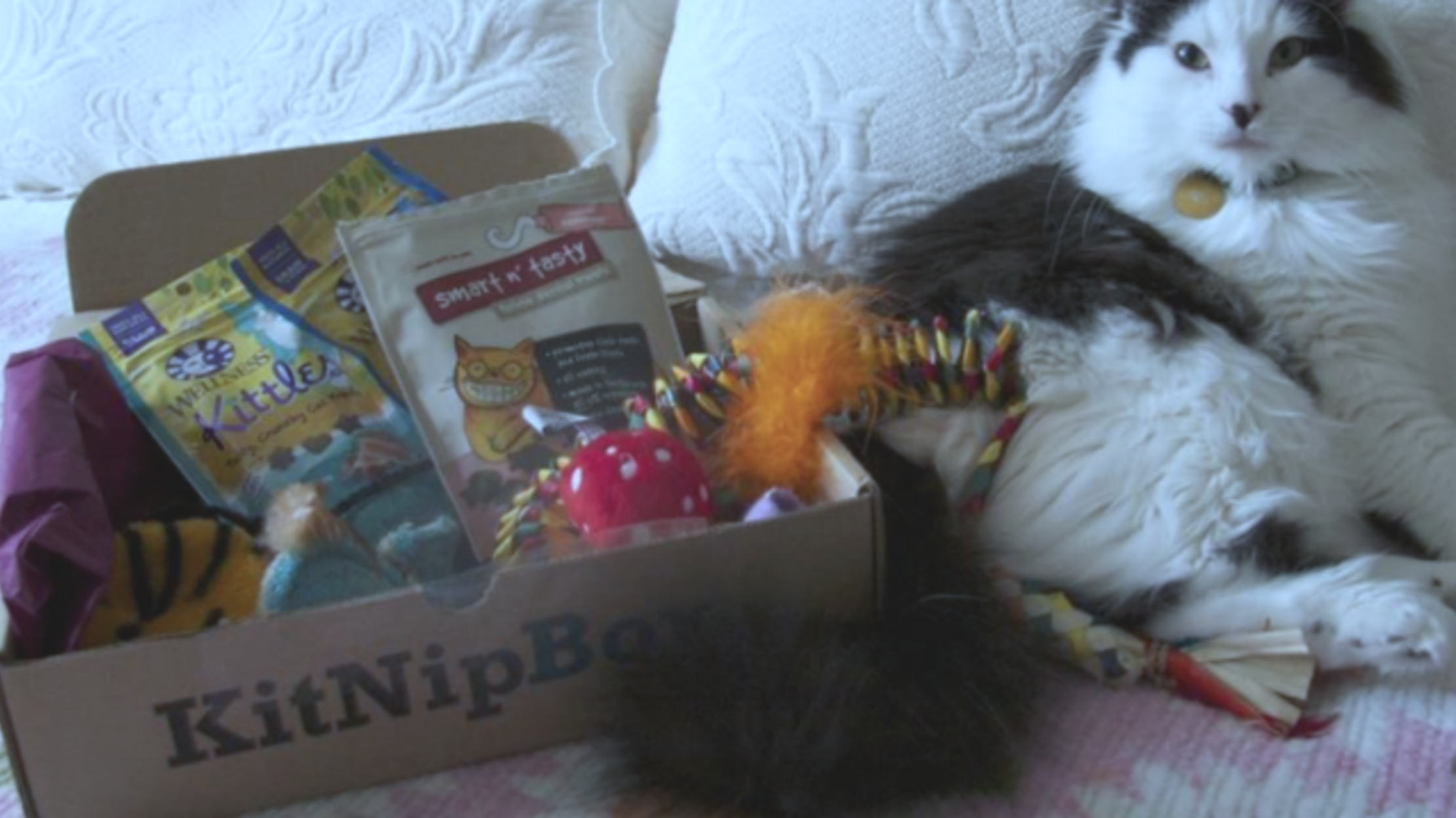 Introducing KitNipBox, the Cat Lover's Version of BarkBox Mental Floss