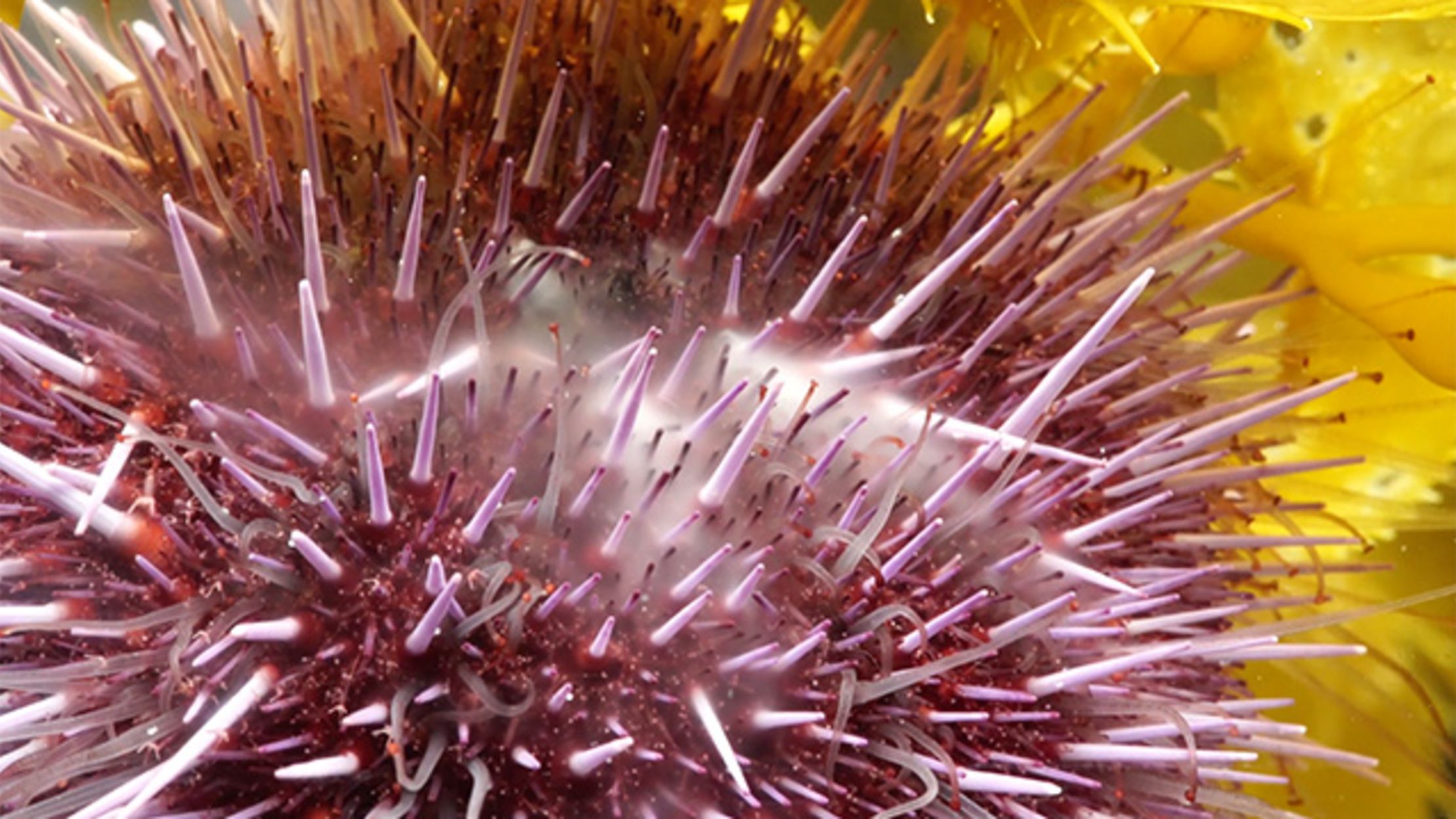 Sea Urchins Pull Themselves Inside Out To Be Reborn Mental Floss