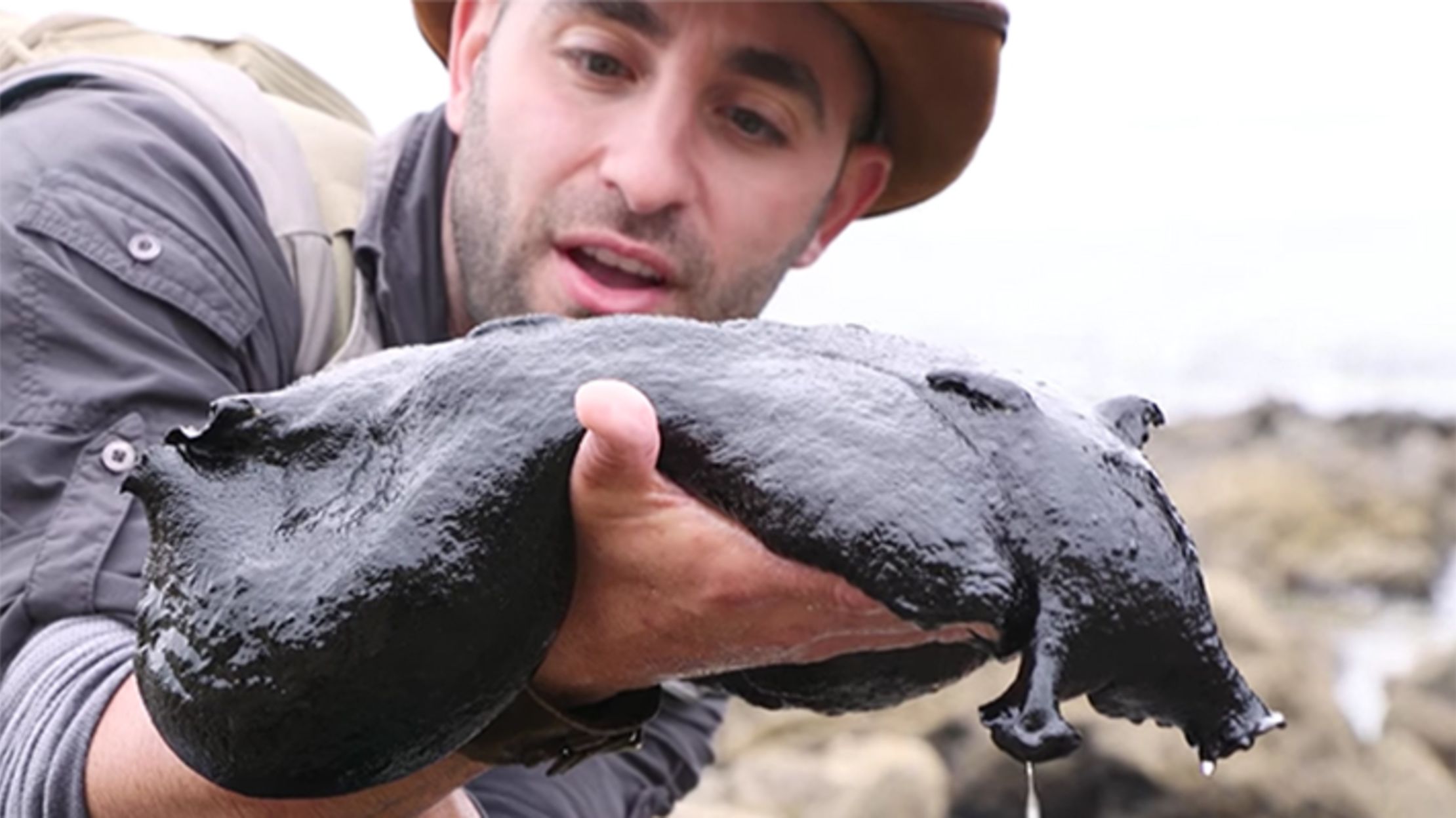 New Video Gets UpClose With a Giant Black Sea Slug Mental Floss
