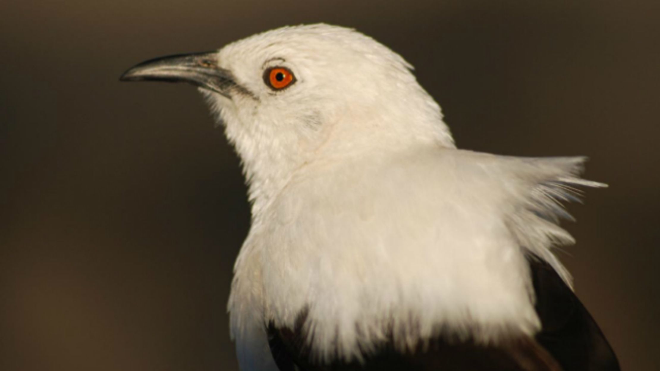 These Desert Birds Make Jerk Stepdads Mental Floss