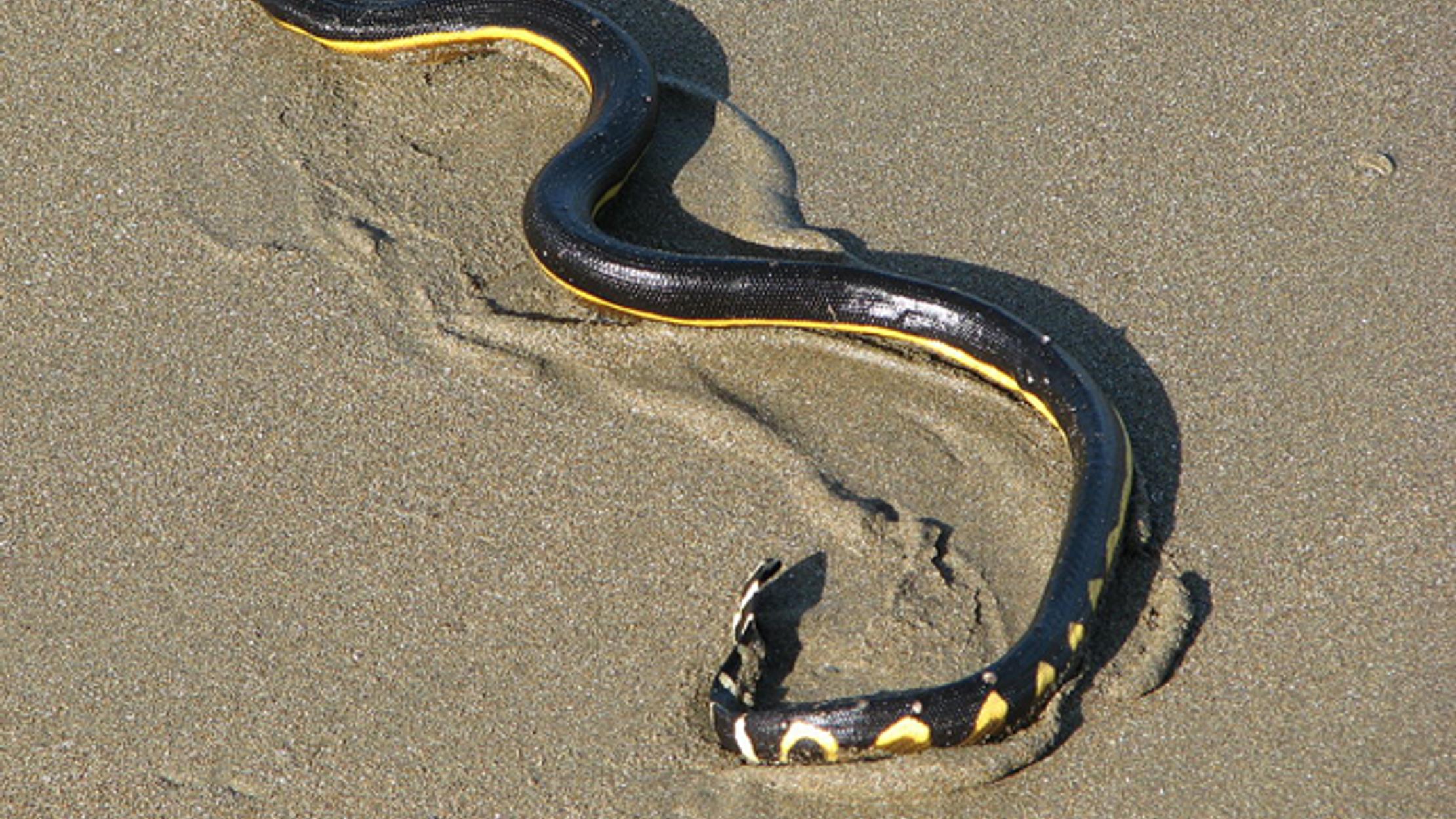 Sea Snakes May Surf Thousands Of Miles On Ocean Waves Mental Floss