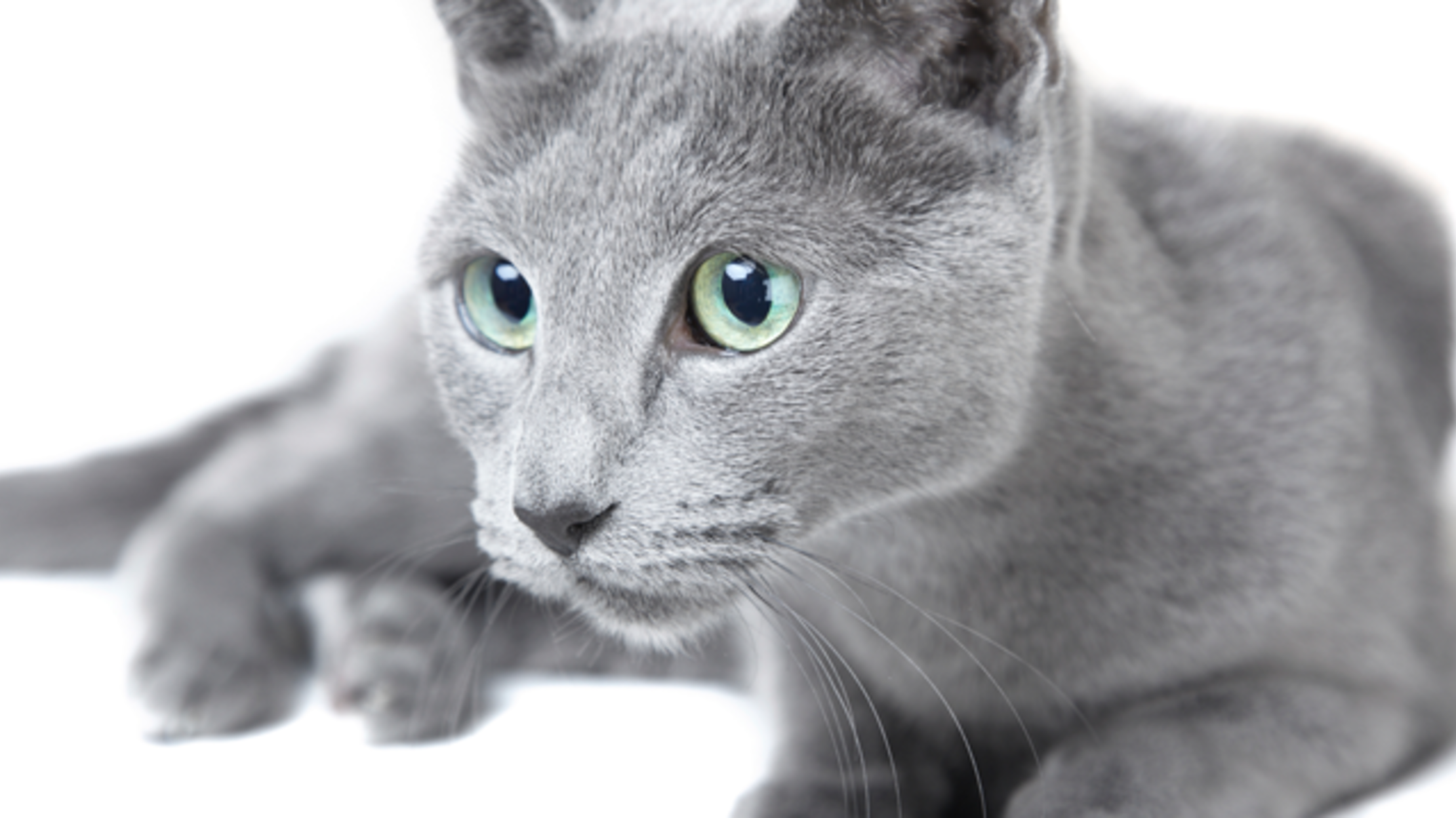 8 Elegant Facts About Russian Blue Cats | Mental Floss