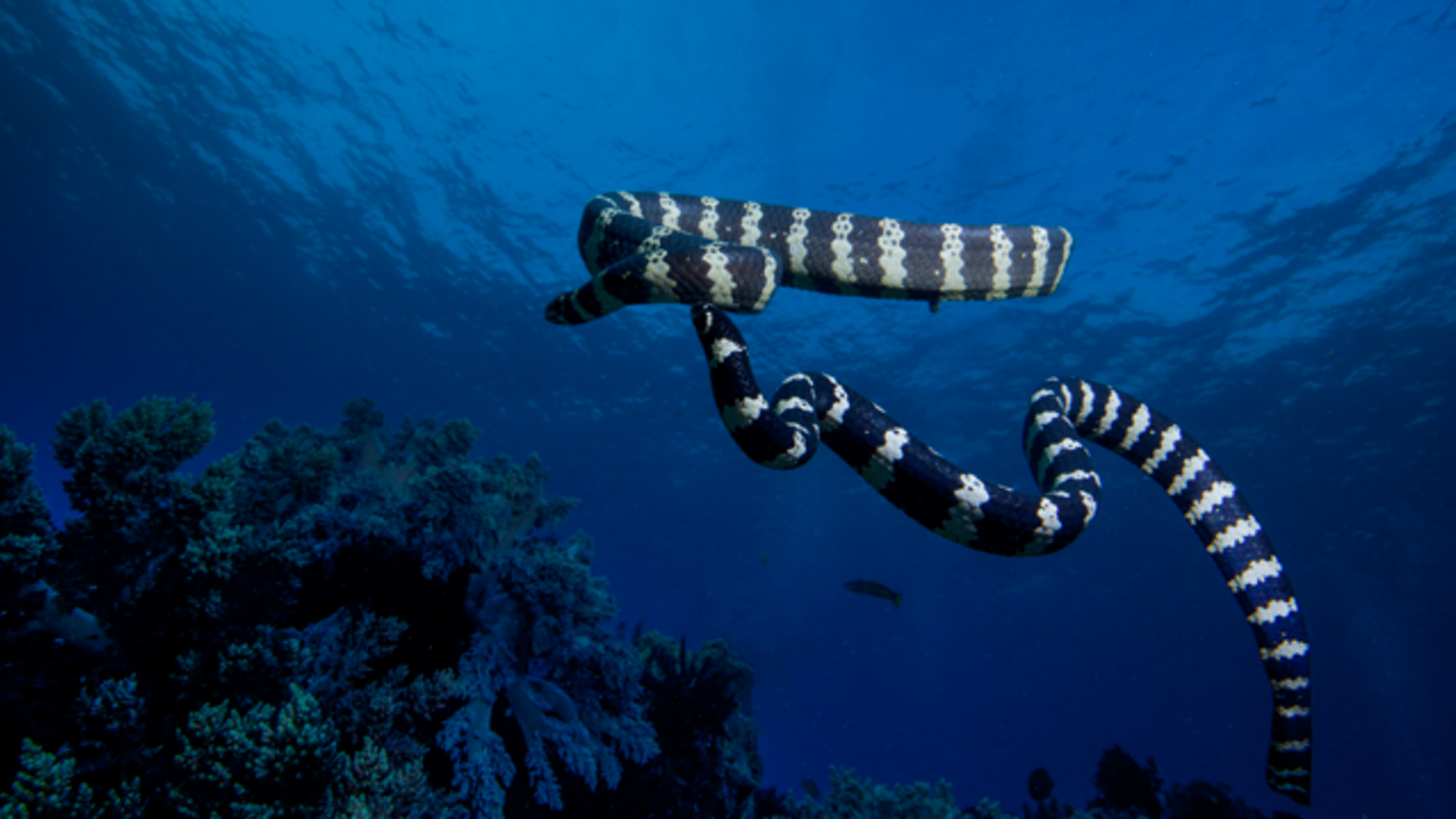 Watch Two 70-Year-Old Women Hunt for Sea Snakes | Mental Floss