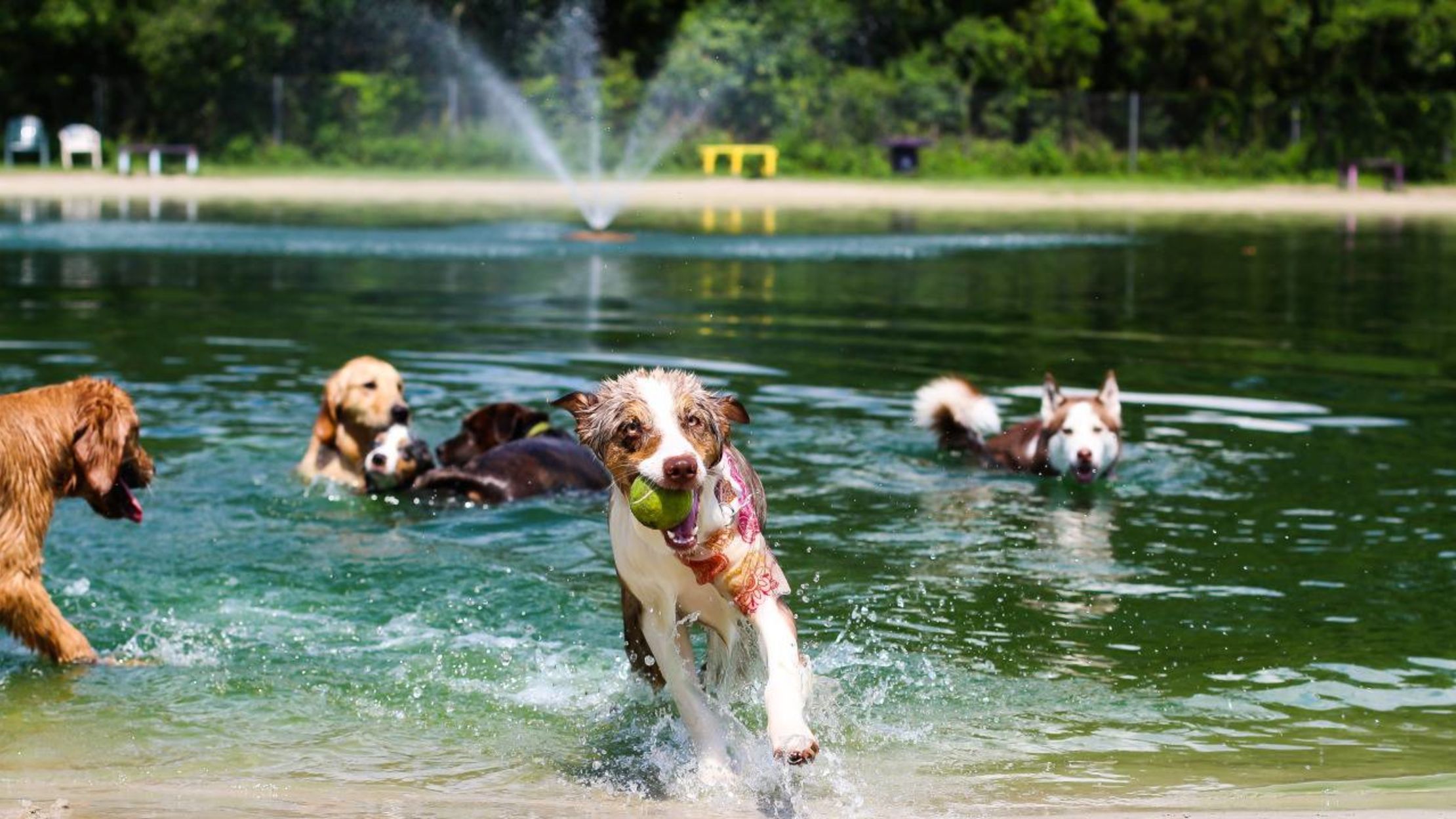 10 Amazing Dog Parks Mental Floss