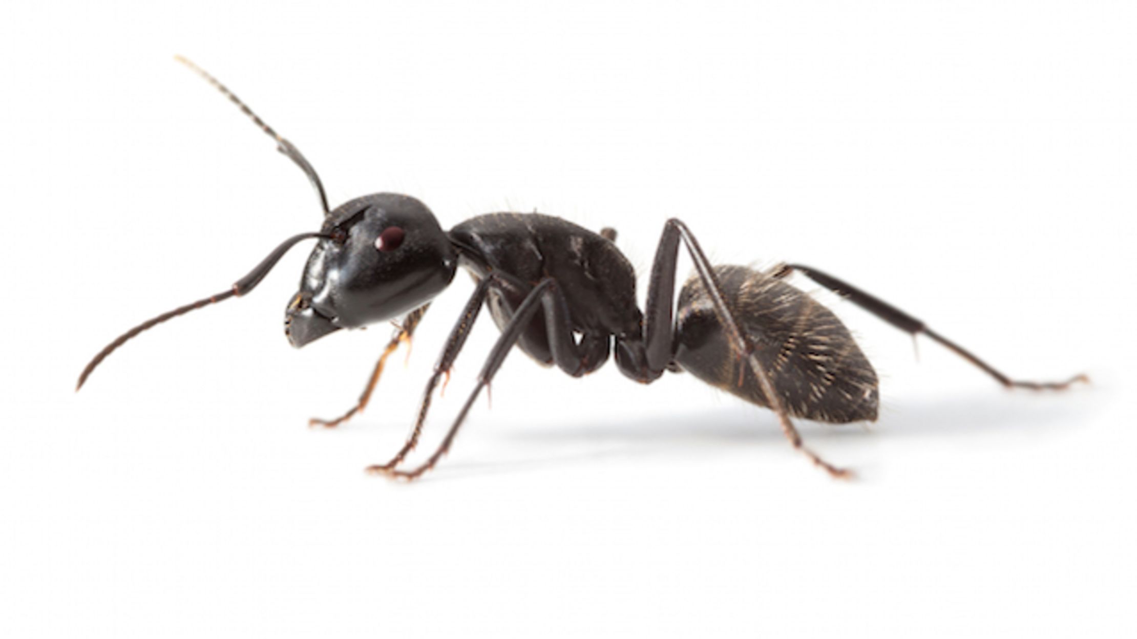 Why Don't Ants Gain Fat? | Mental Floss