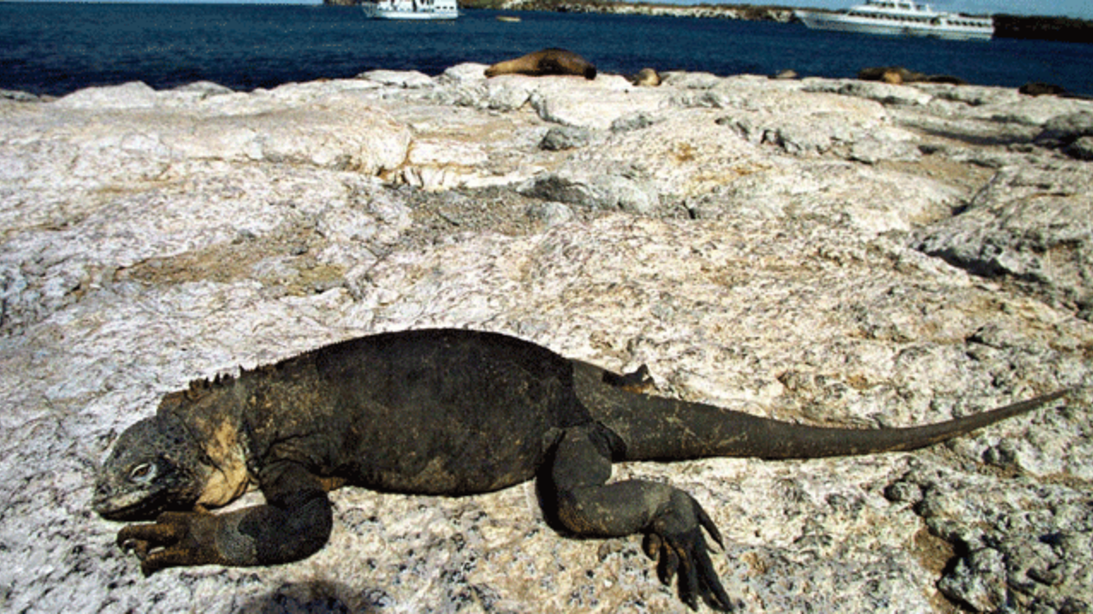 11 Naturally Selected Facts About The Galapagos Islands Mental Floss