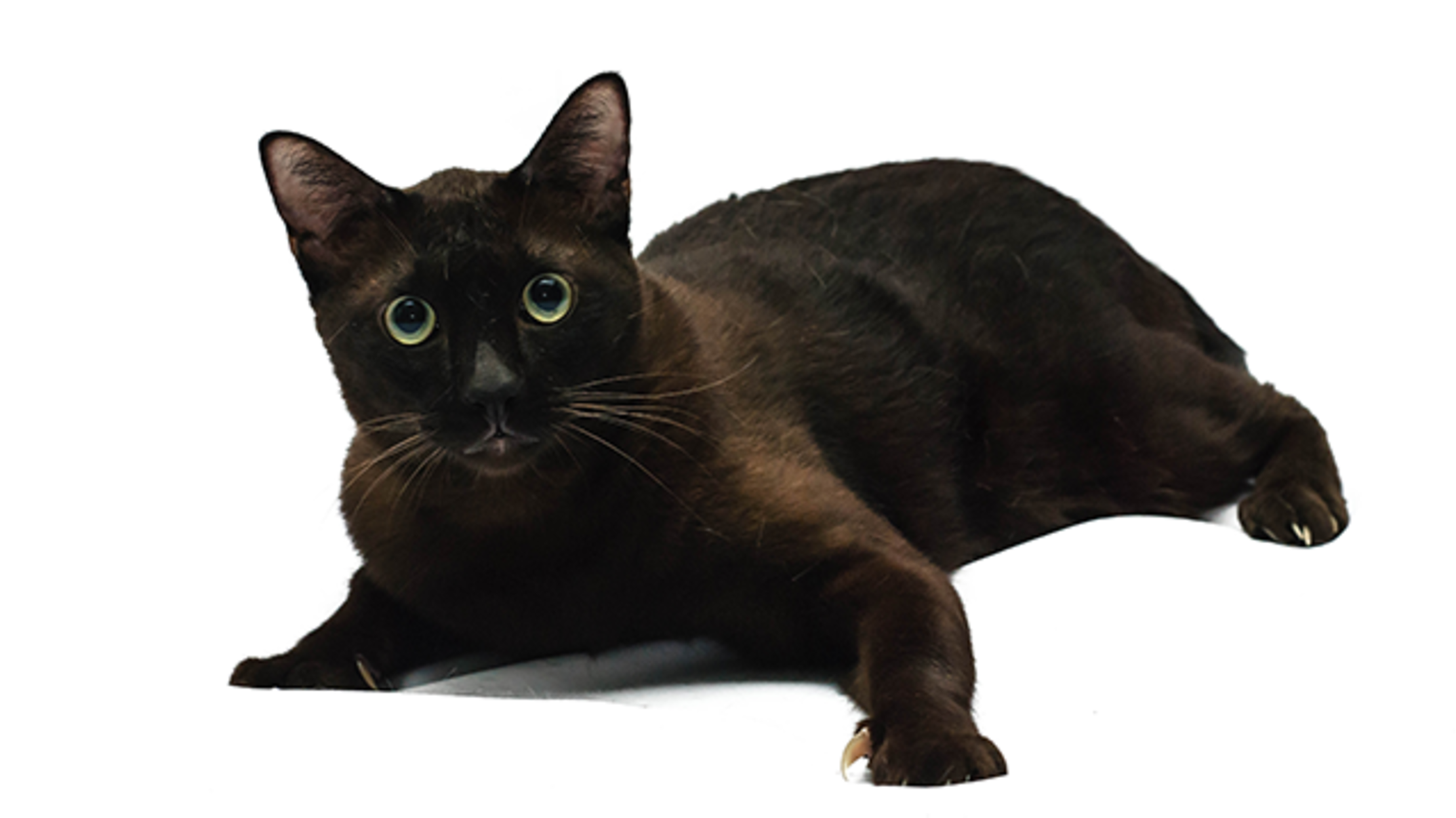 5 Exotic Facts About Havana Brown Cats Mental Floss