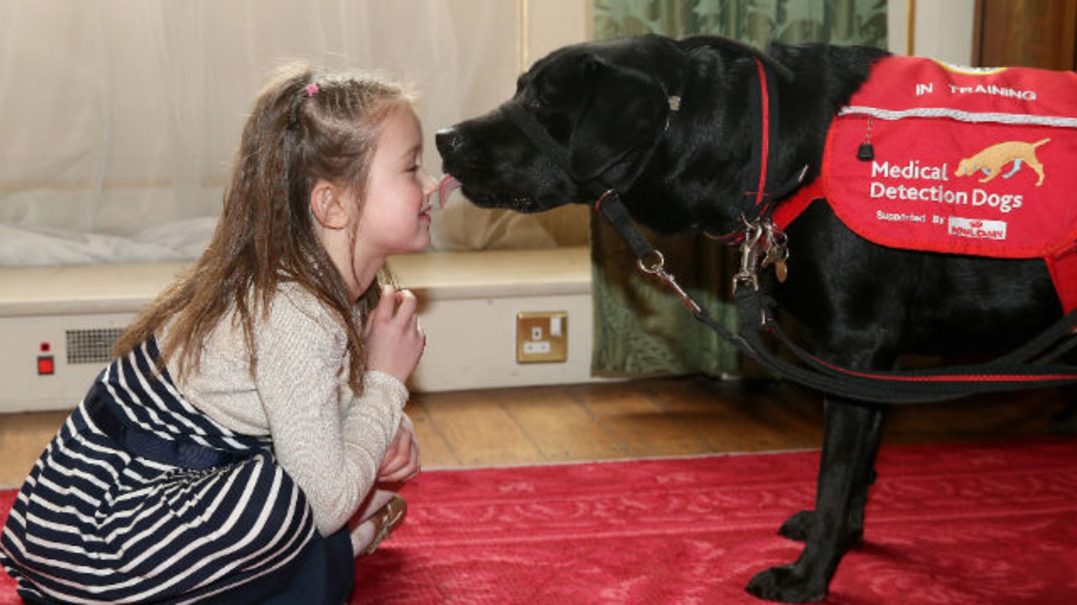 the-dogs-trained-to-help-diabetes-patients-mental-floss
