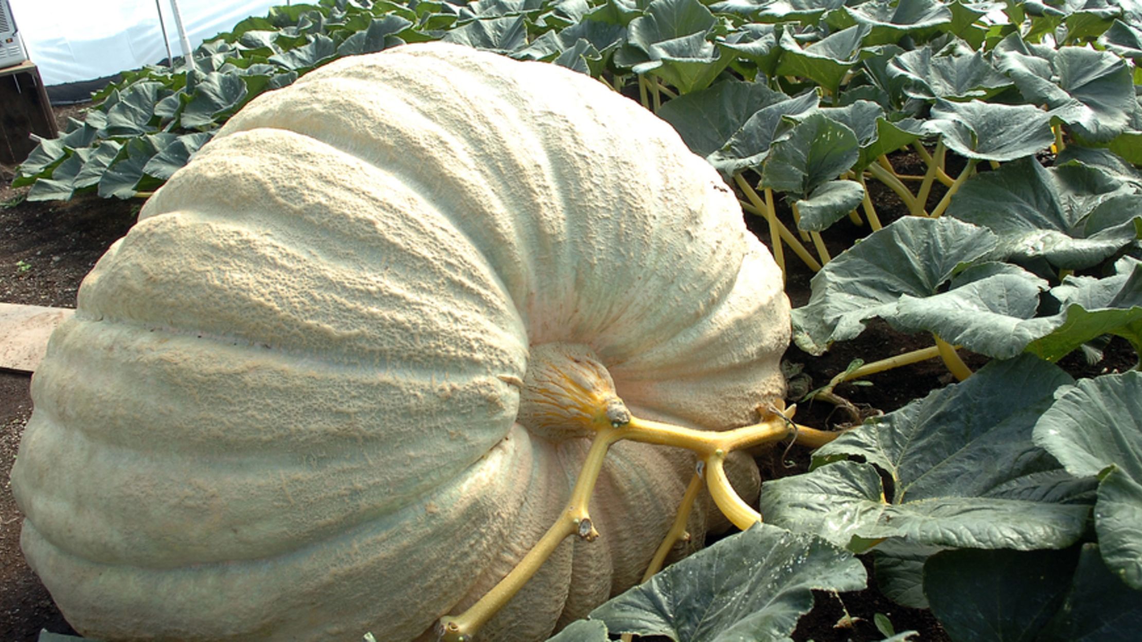 Timelapse Shows a 1223 Pound Pumpkin Grow in Five Months Mental Floss