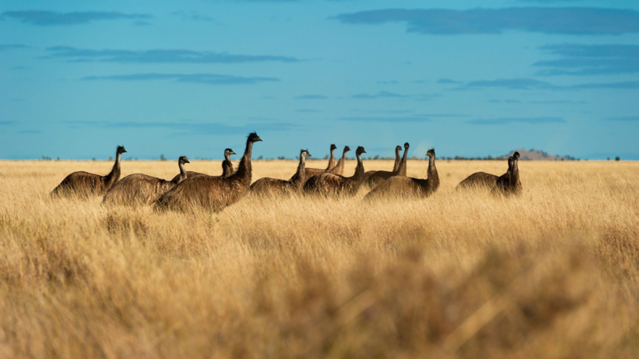 When Australia Went To War With Its Emus Mental Floss