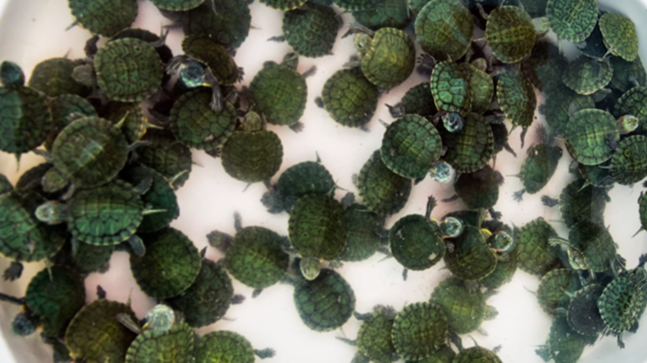 This New Yorker's Apartment Is a Turtle Sanctuary Mental Floss