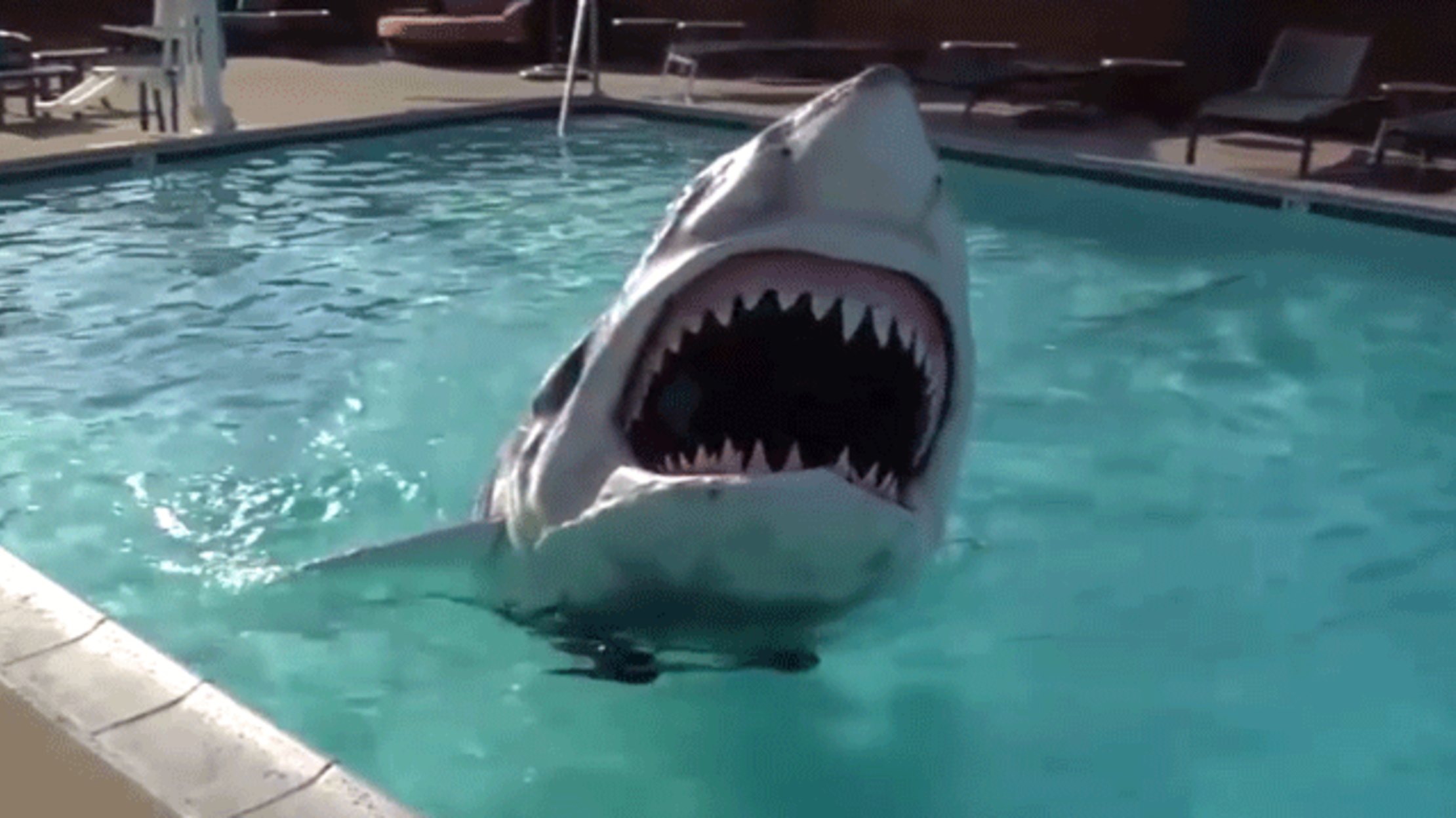 shark swimming costume