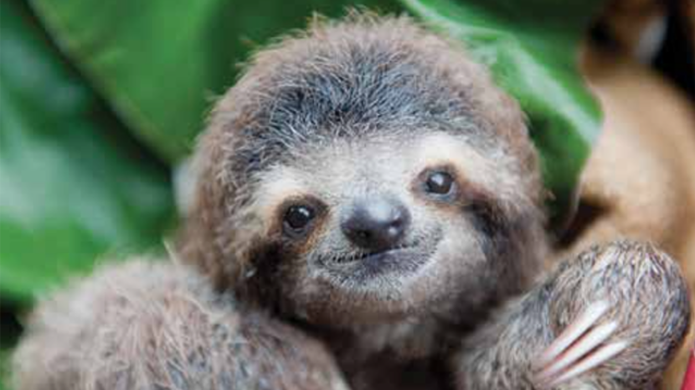 Sloth Sloth