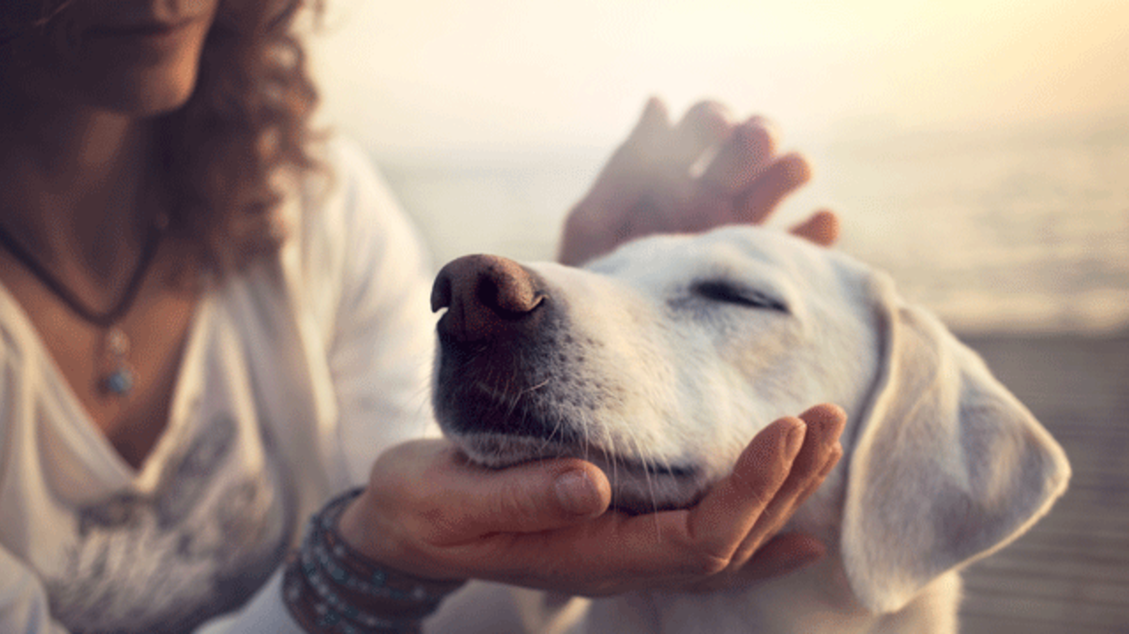 Study Finds Dogs Prefer Praise Over Treats Mental Floss