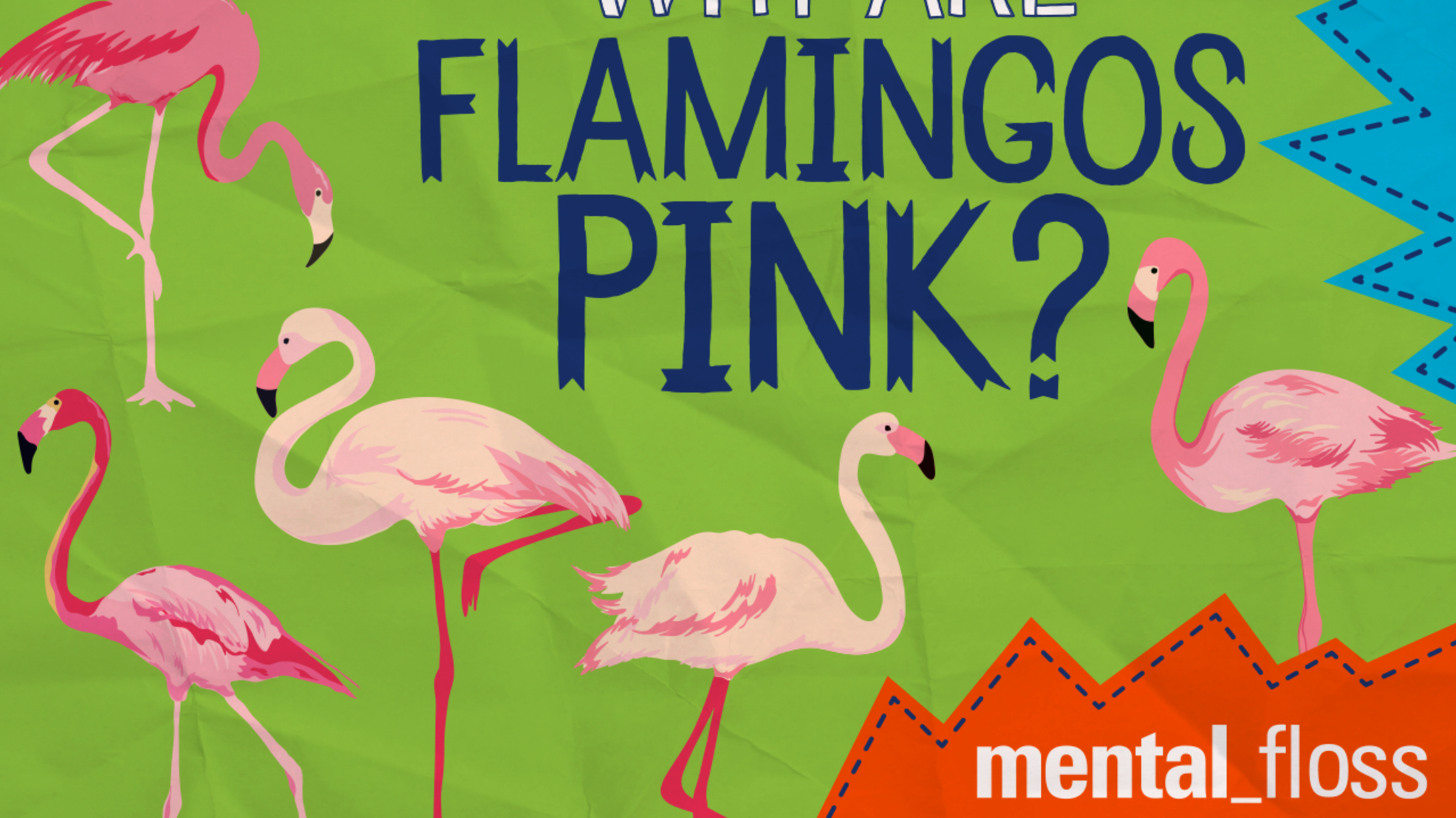 Карты фламинго. Фламинго задания для детей. Фон для афиши Фламинго для детей. Миграция розовых Фламинго.