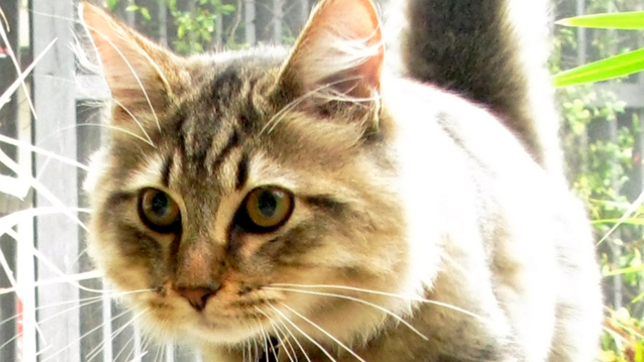 5 Facts About American Bobtail Cats Mental Floss 5 Facts About American Bobtail Cats Mental Floss