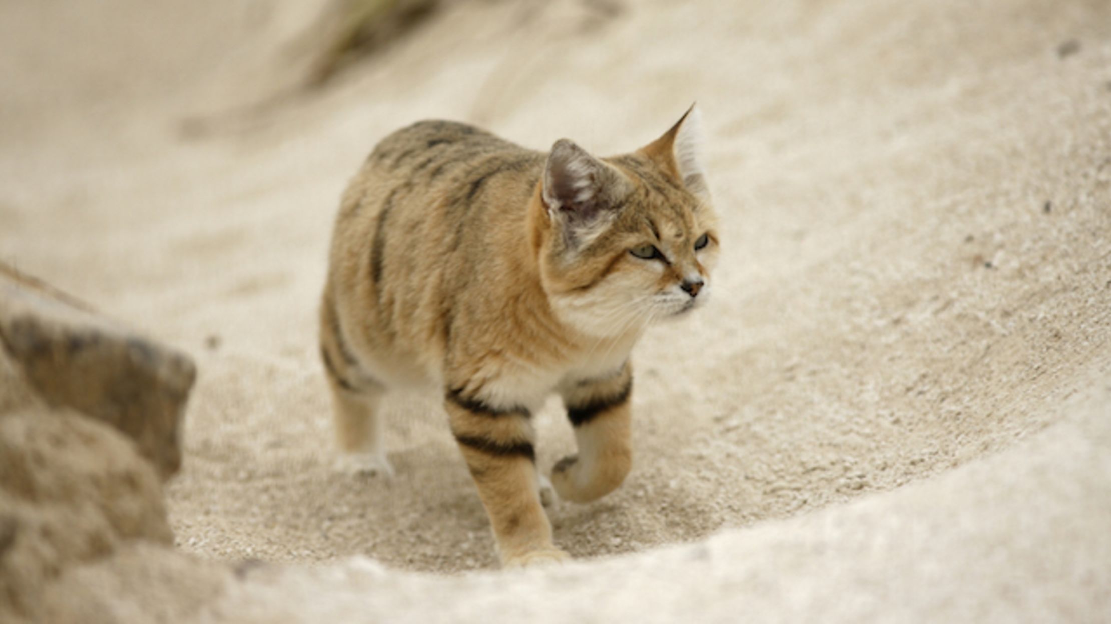 Scientists Spot Rare Arabian Sand Cat for the First Time Since 2005