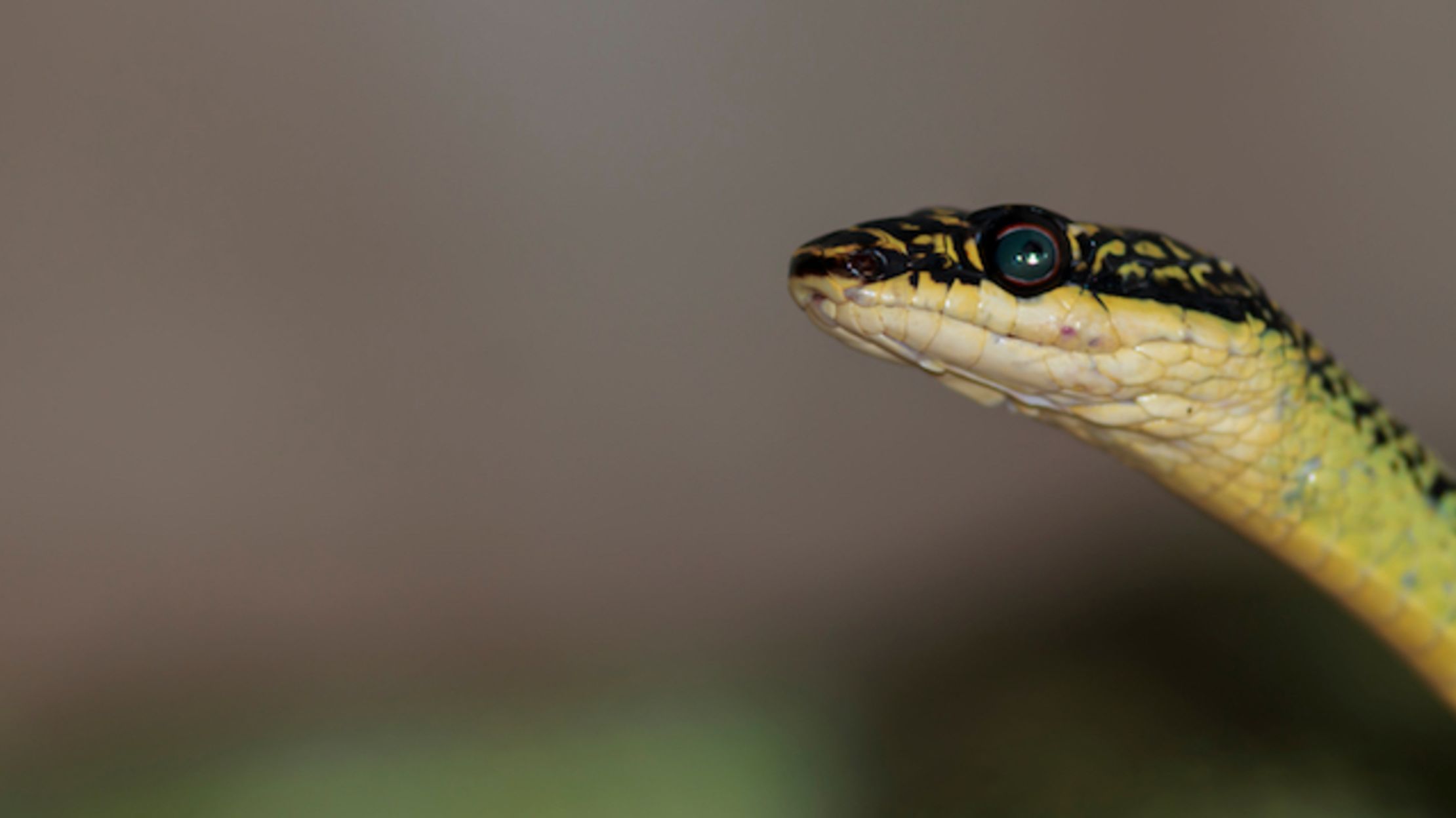 8 Inanimate Objects That Have Been Swallowed By Snakes Mental Floss