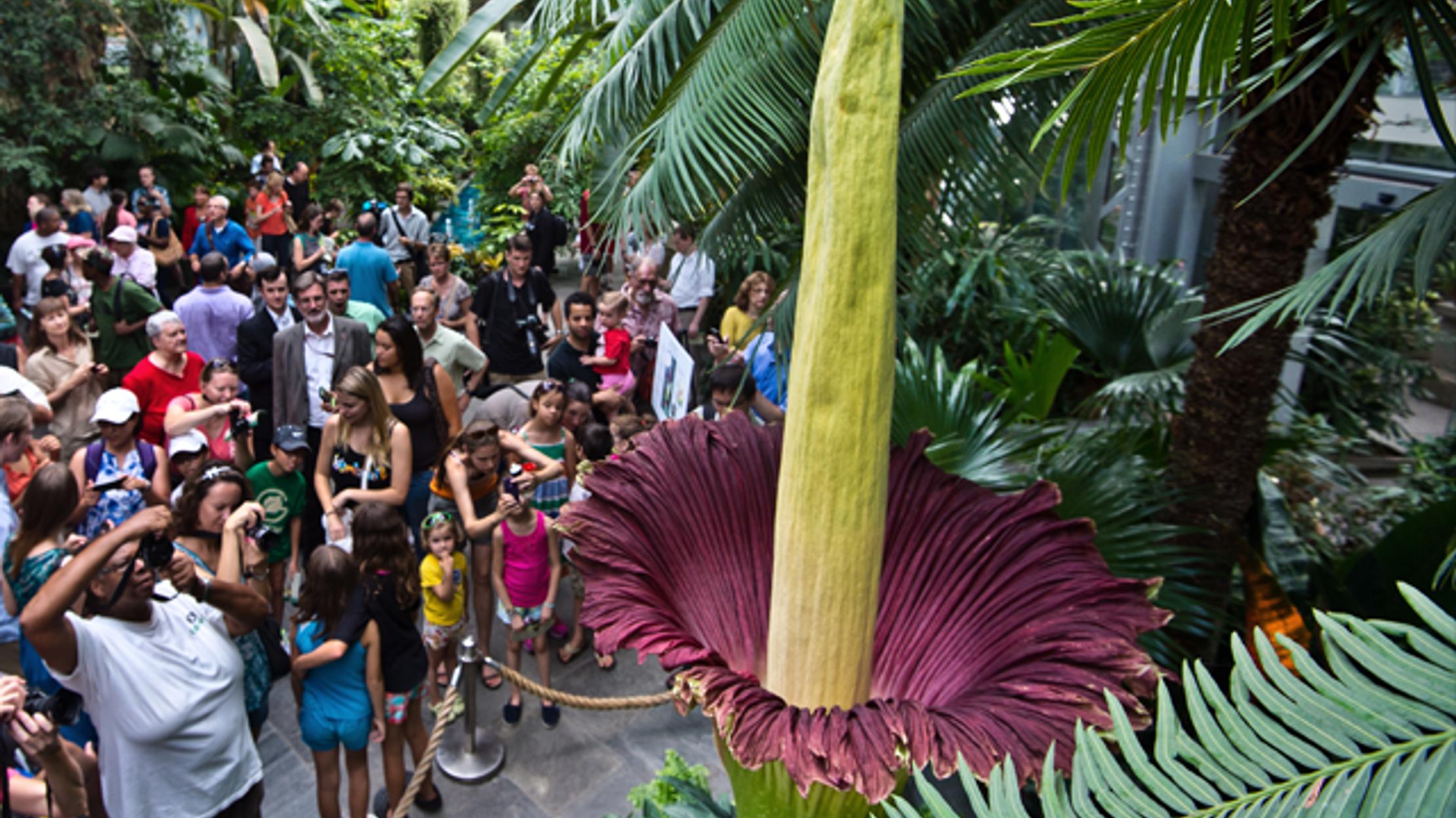 Why Are There Suddenly So Many Corpse Flowers In Bloom Mental Floss