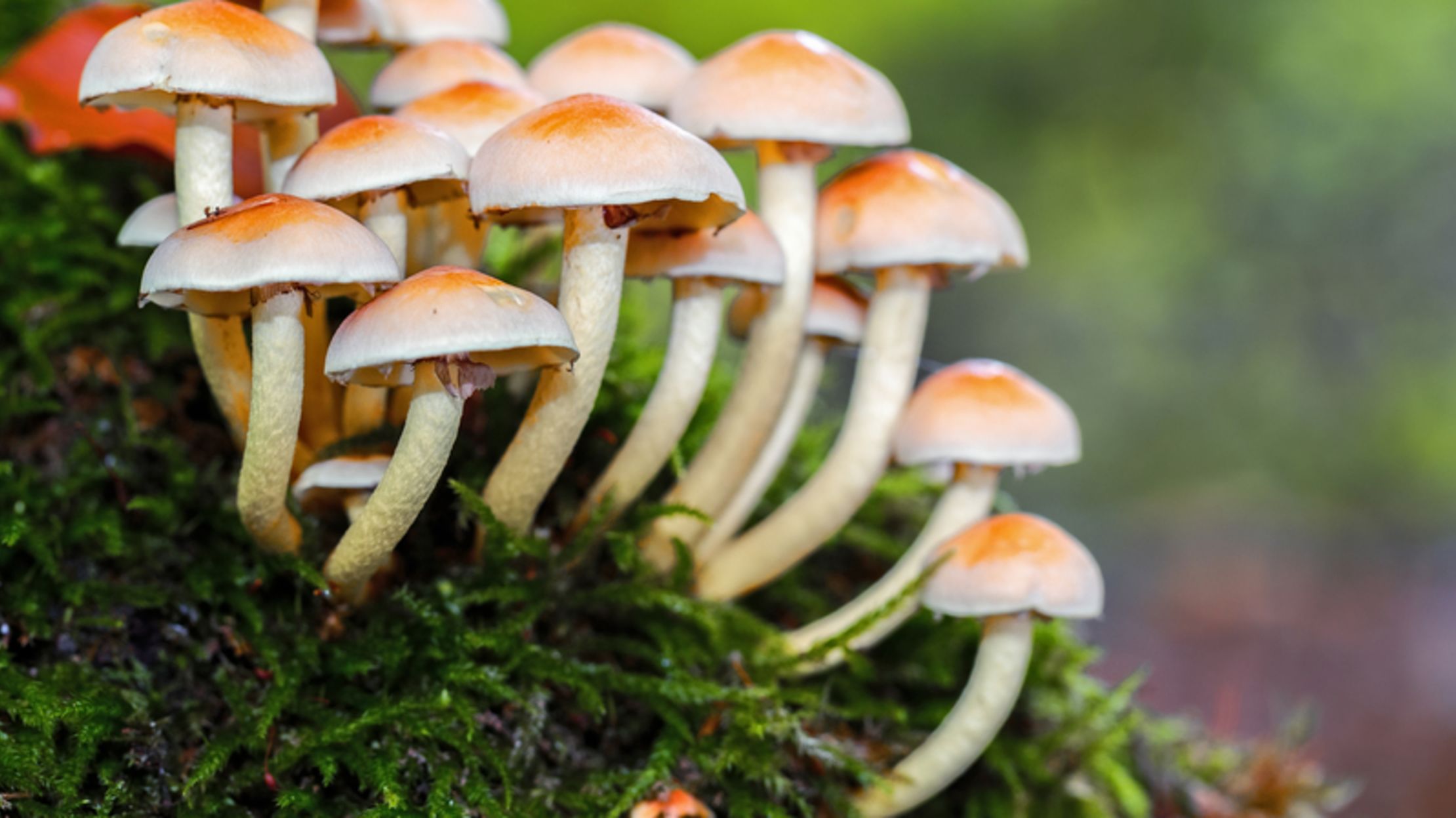 27 Hilariously Nasty Sounding Mushroom Species Names ...
