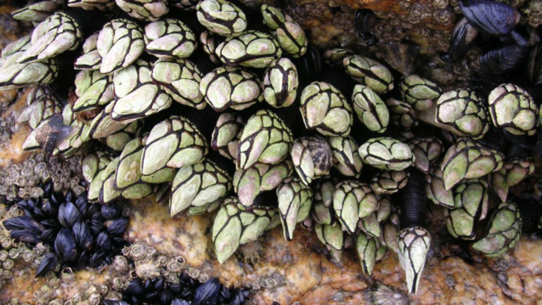 Darwin’s Obsession With Barnacle Penises Makes a Lot of Sense Now ...