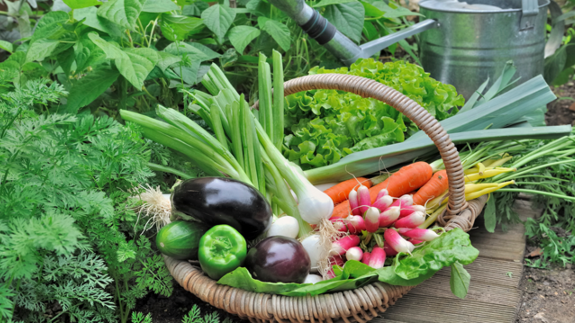 vegetable gardening download