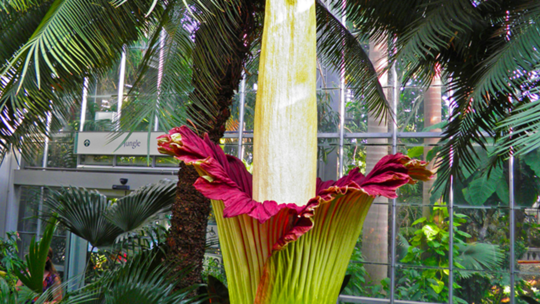Corpse Flower at New York Botanical Garden Slated to Bloom