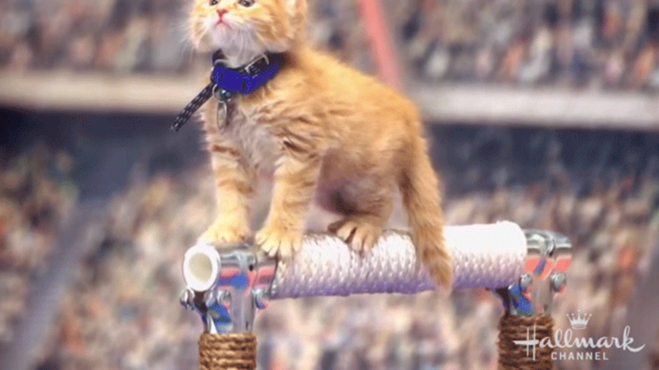 ‘The Kitten Summer Games’ Are Hallmark Channel’s Answer to the Olympics