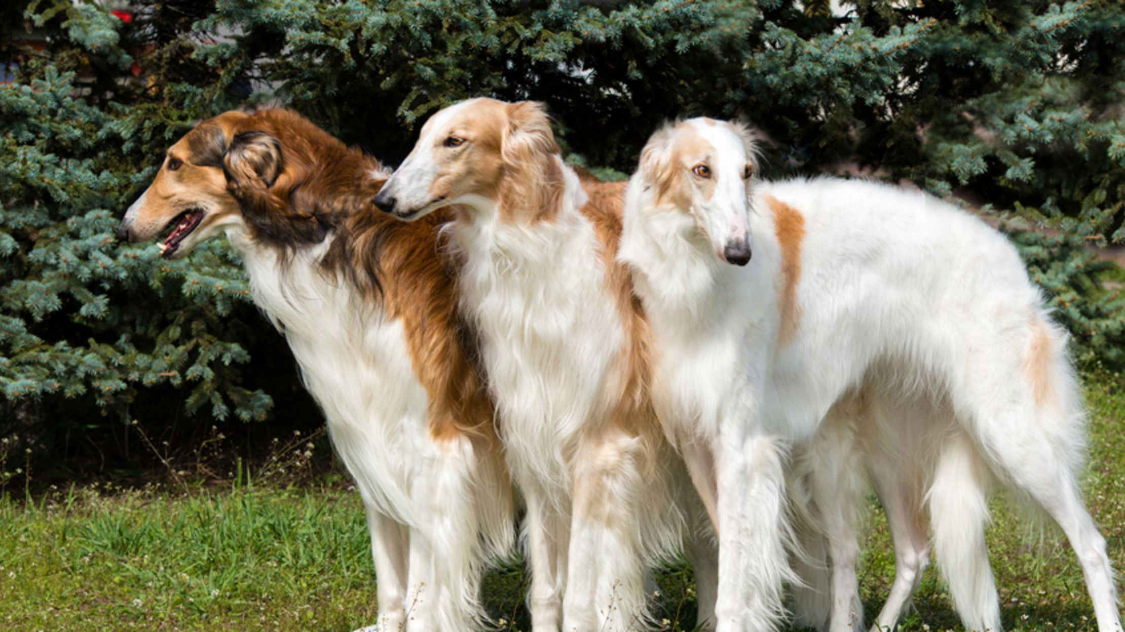 10 Elegant Facts About the Borzoi | Mental Floss