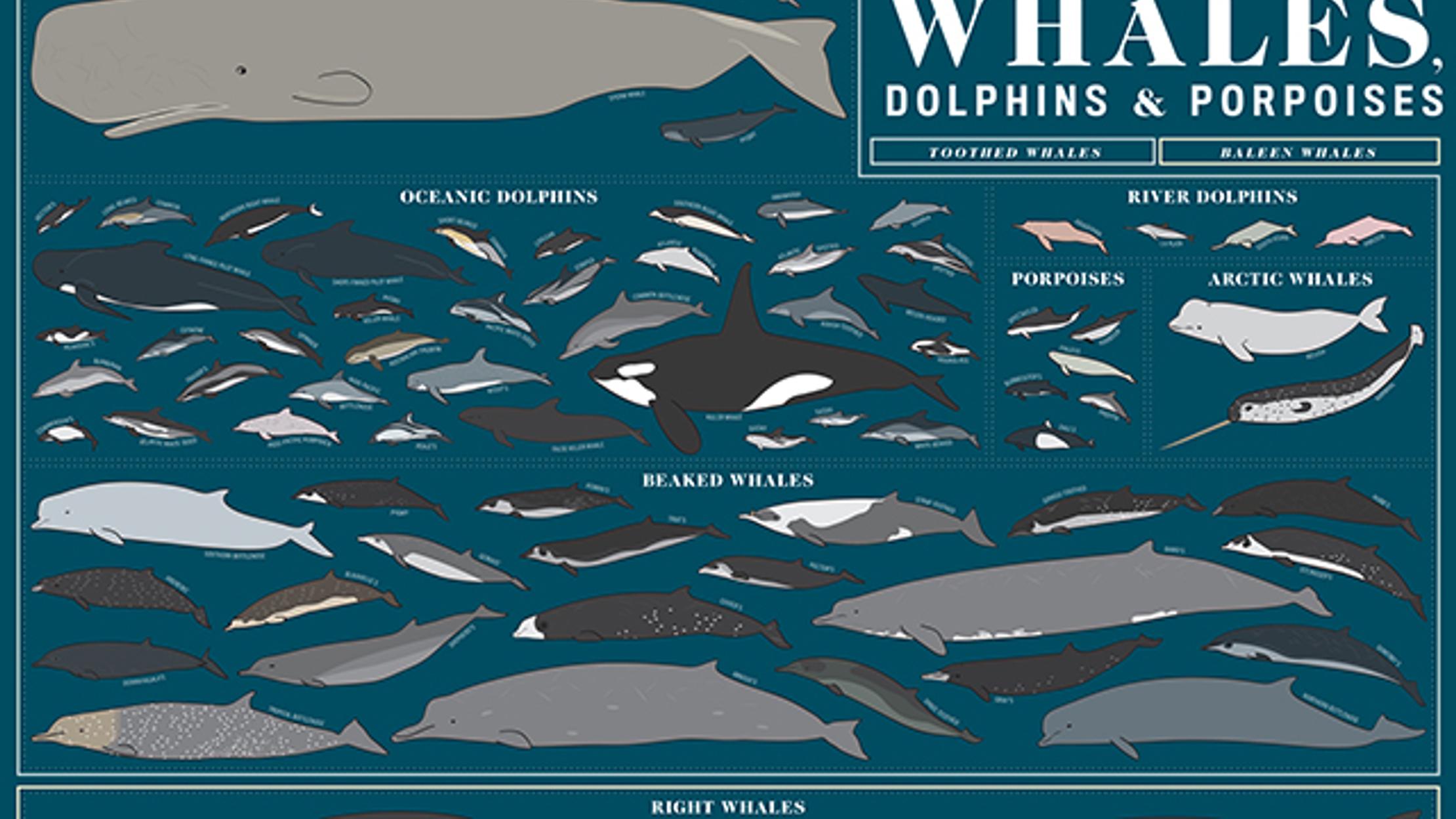 Infographic 90 Dolphins Porpoises And Whales Drawn To