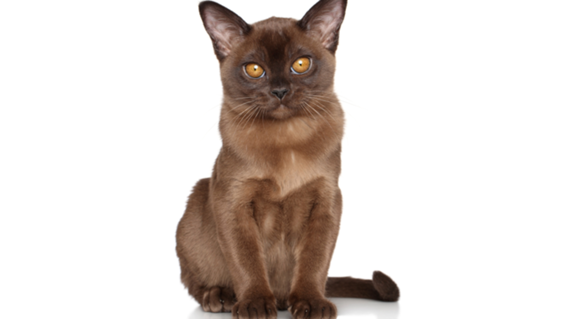 purebred burmese cat