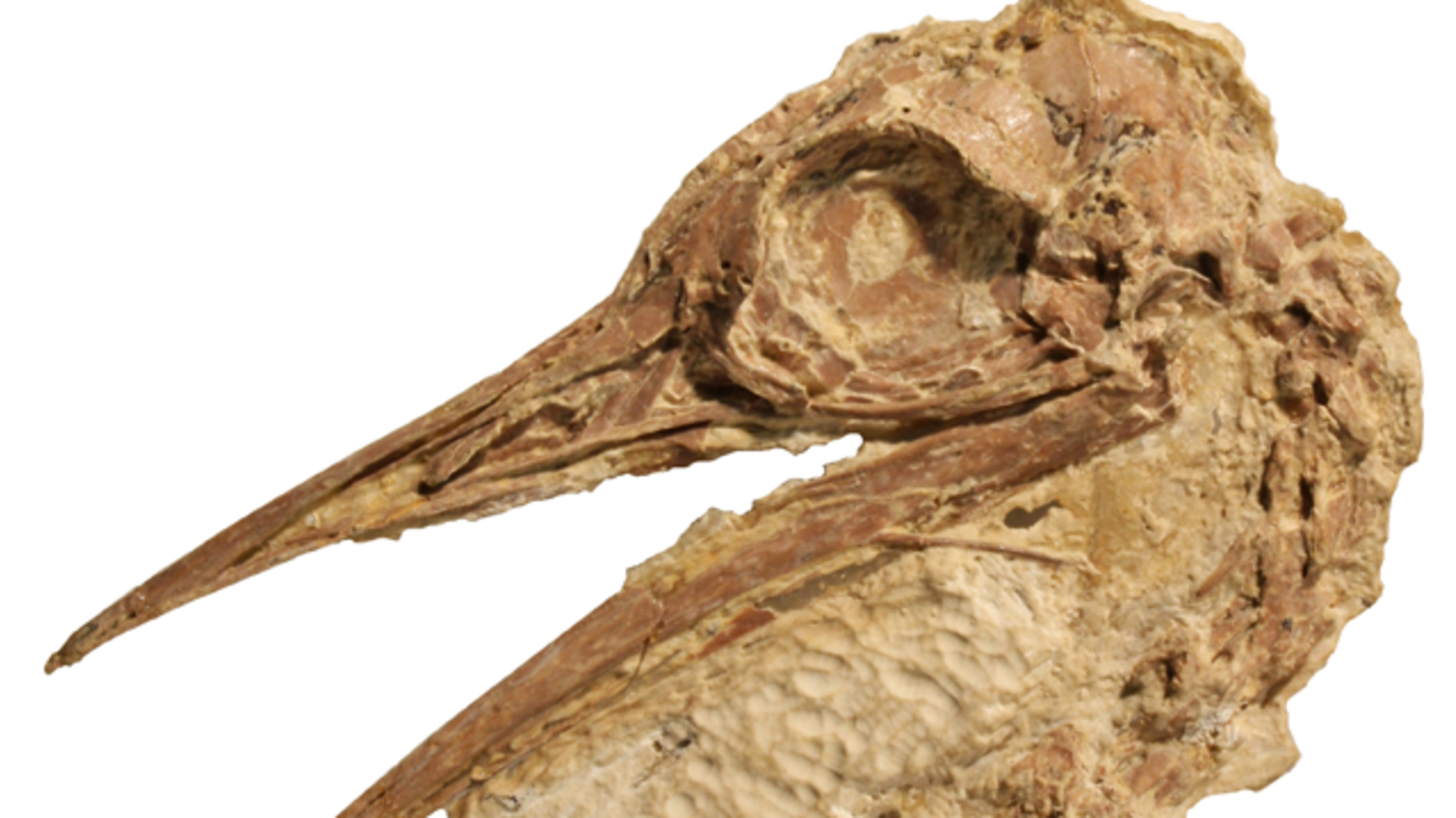 Ancient Ostrich Relative Discovered in North America Mental Floss