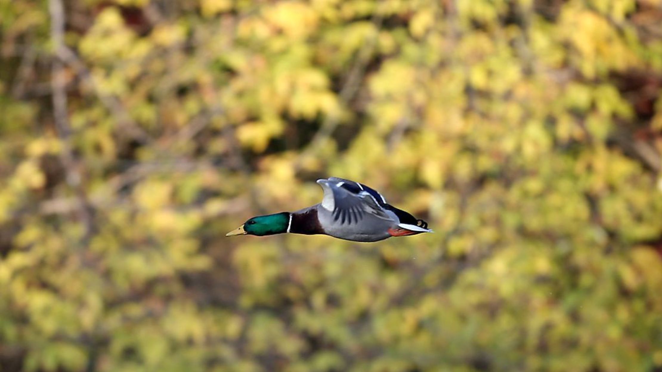 15 Unflappable Facts About Mallards Mental Floss