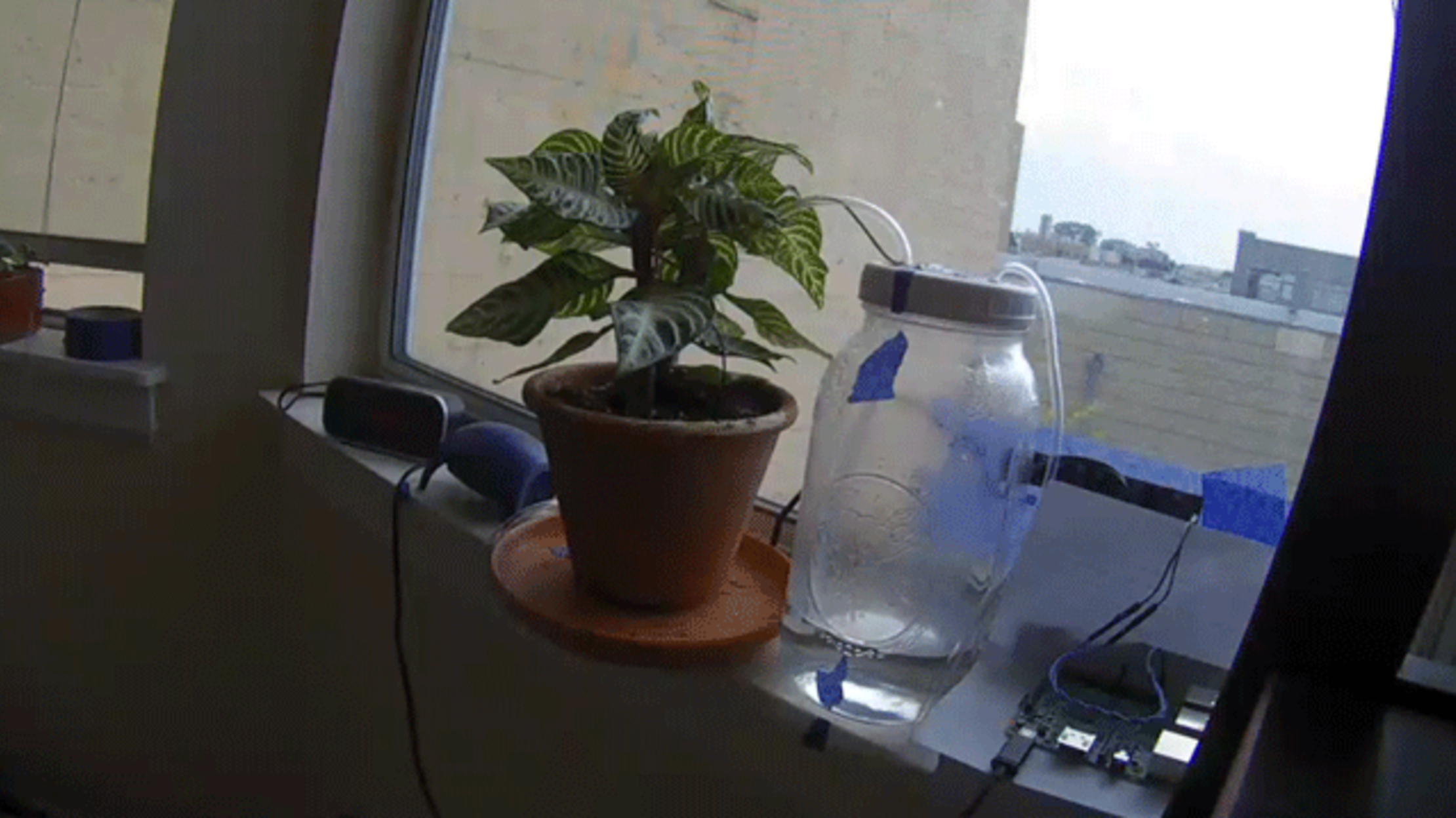 It’s Up to the to Keep This House Plant Alive Mental Floss