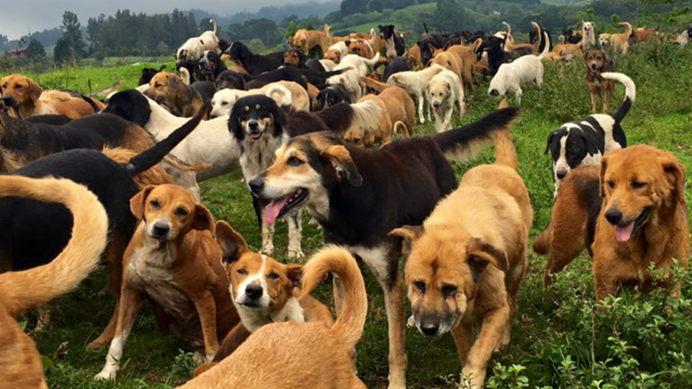 You Can Run Around a Costa Rican Field With 900 Dogs Mental Floss