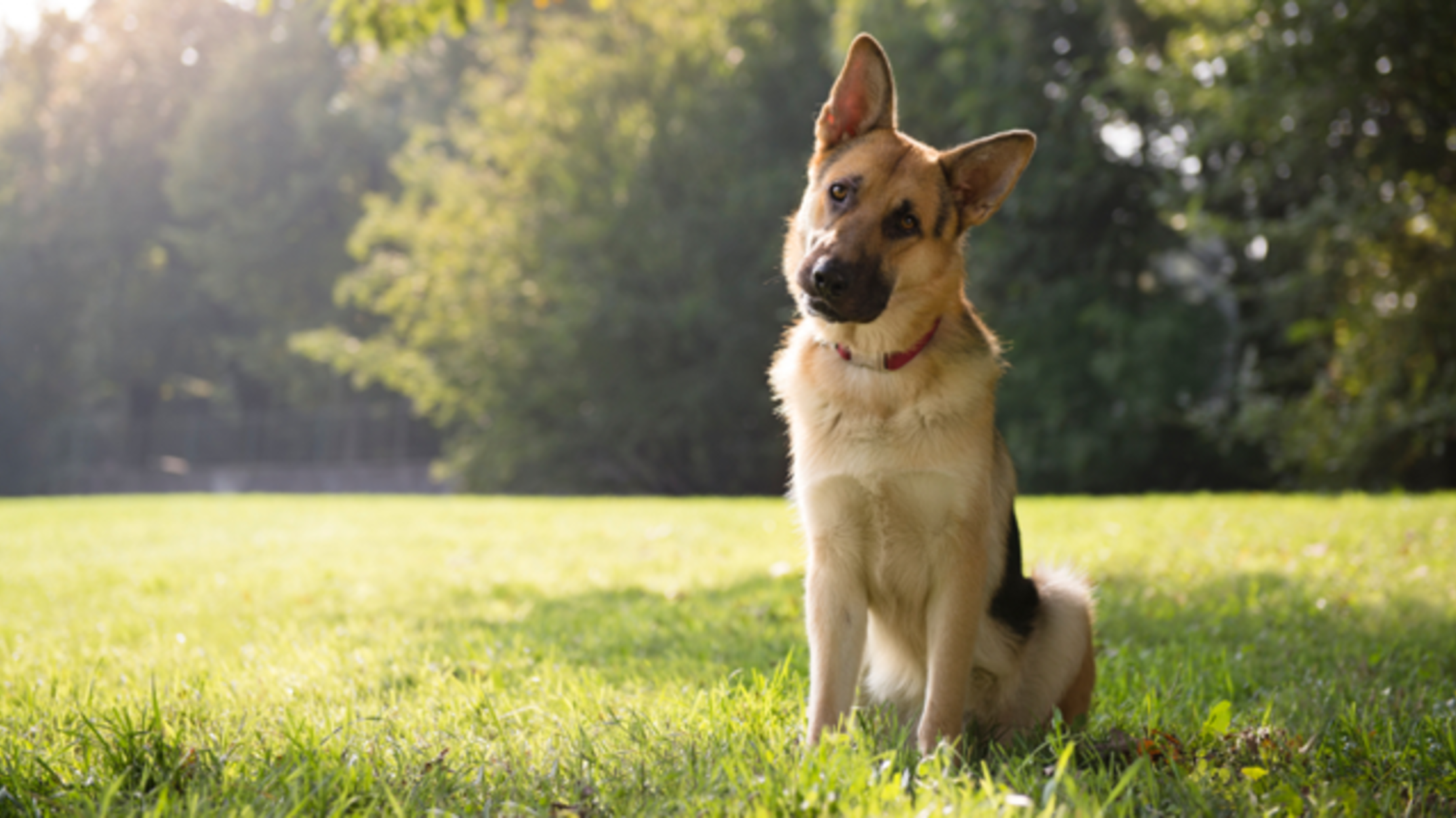 An Australian Woman Is Weaving Pet Hair Into Clothing Mental Floss