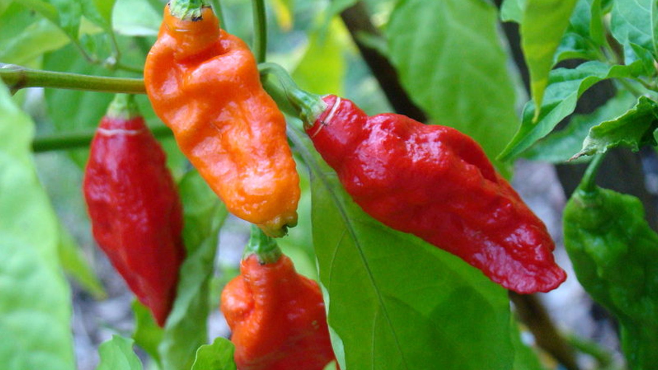 why are ghost peppers dangerous