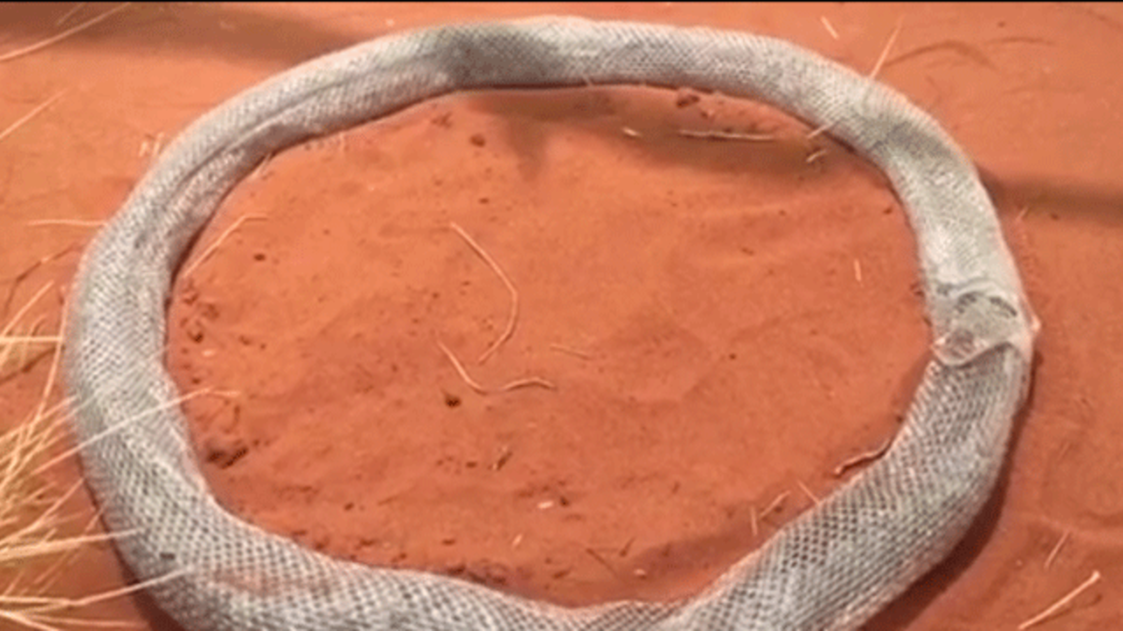 A Shedding Snake Trapped Itself in a Loop of Its Own Skin | Mental Floss