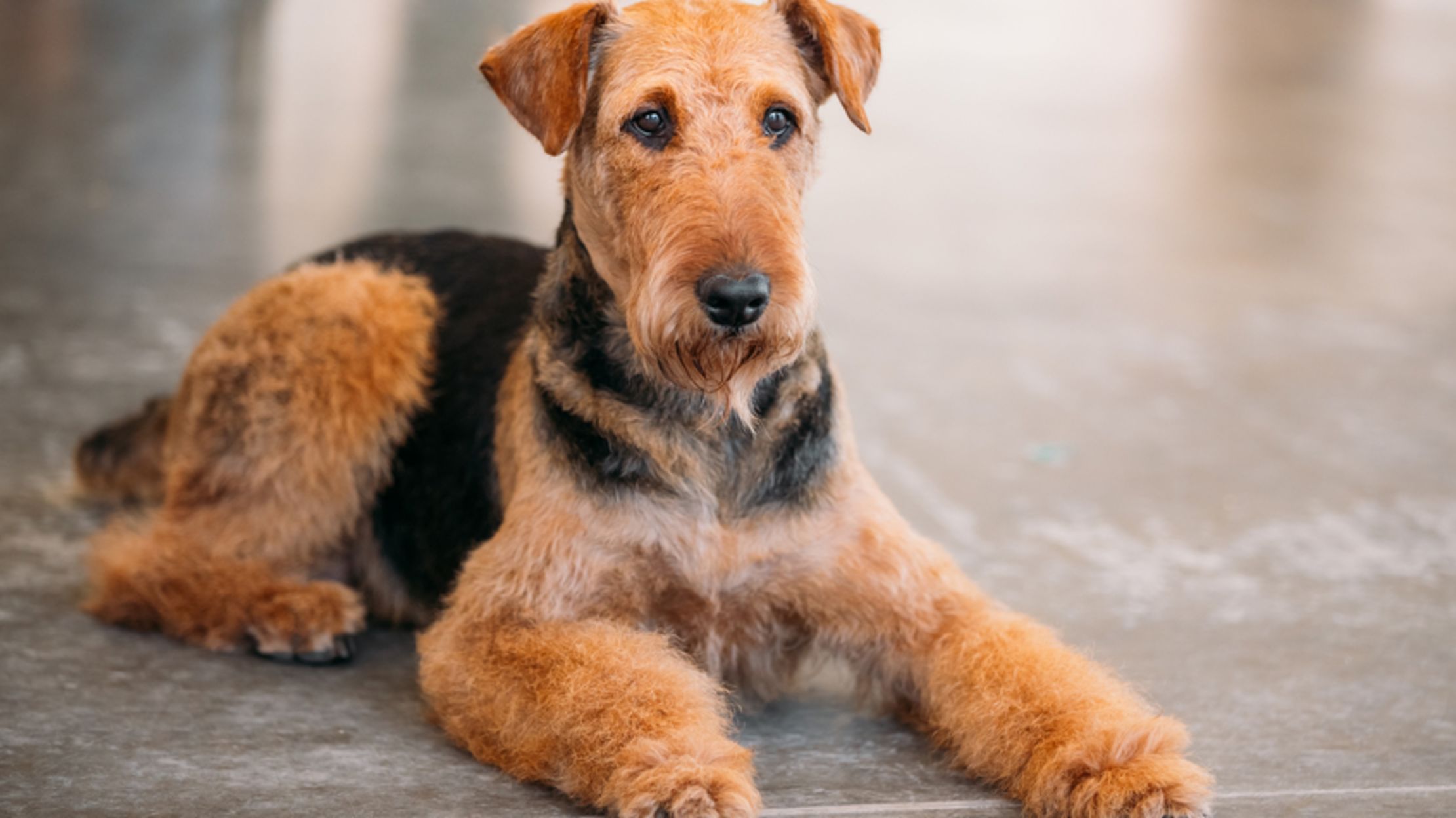 small airedale