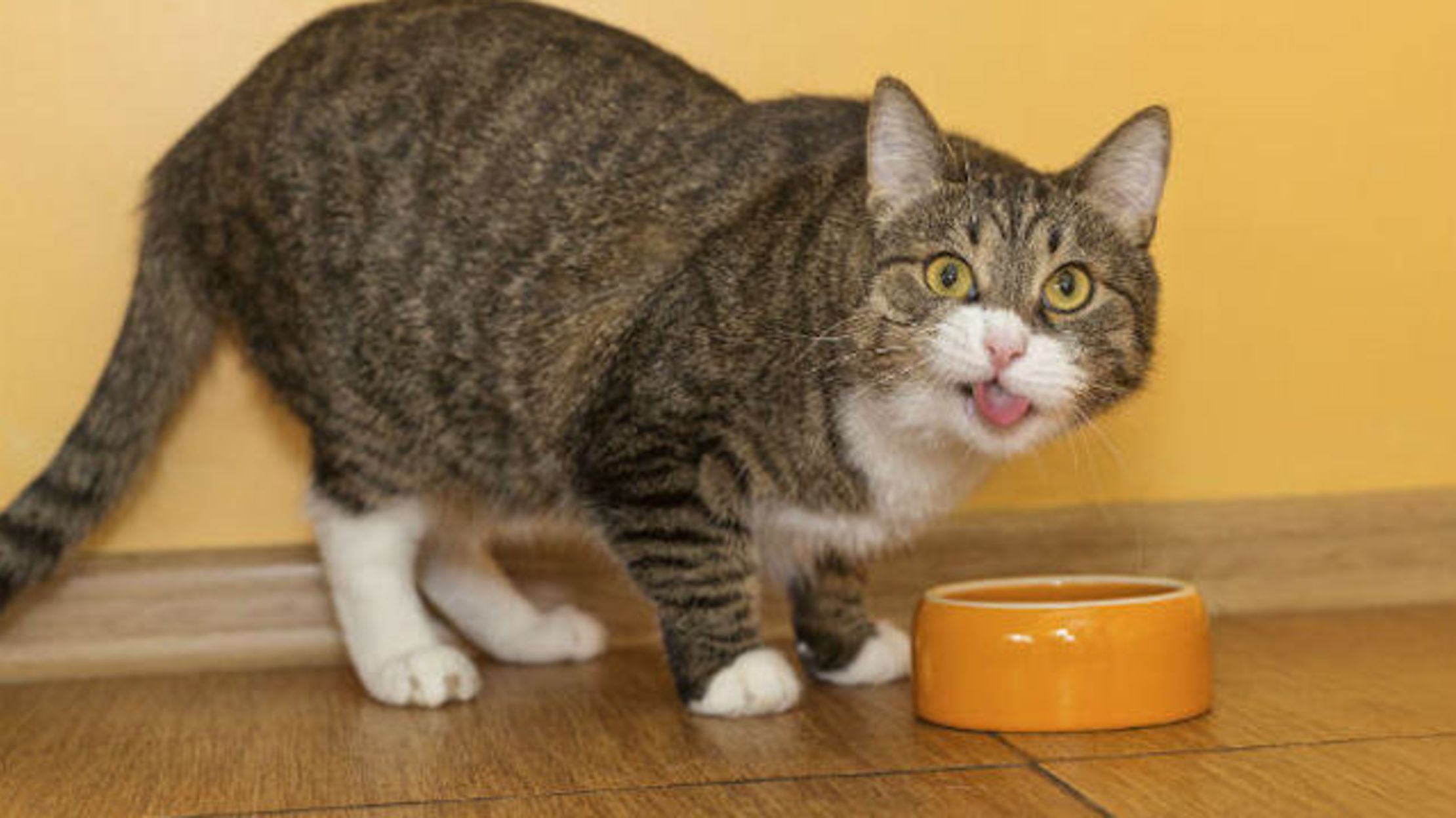 Why Are Cats Such Picky Eaters? Mental Floss