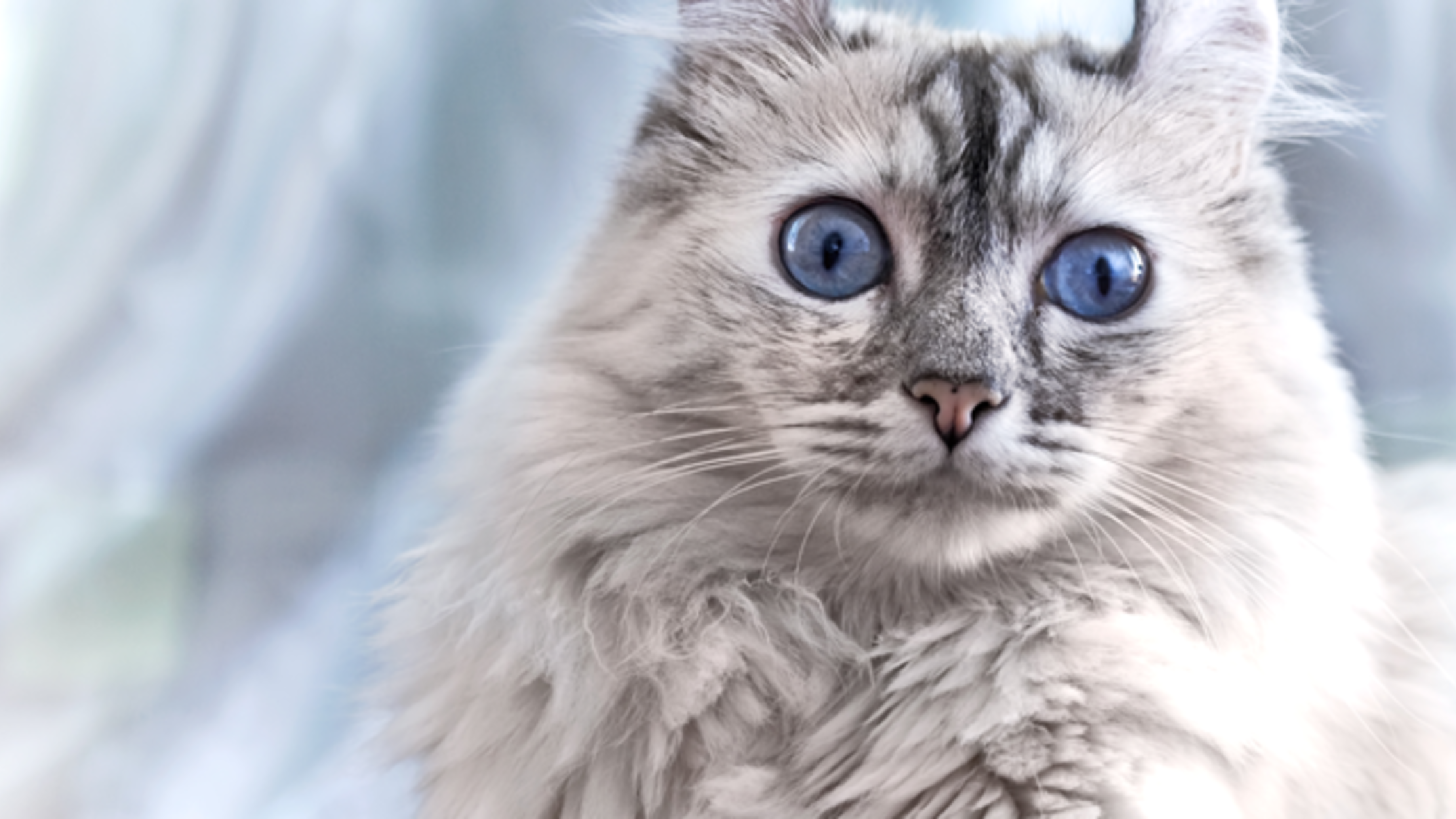 American Curl cat hd зурган илэрцүүд