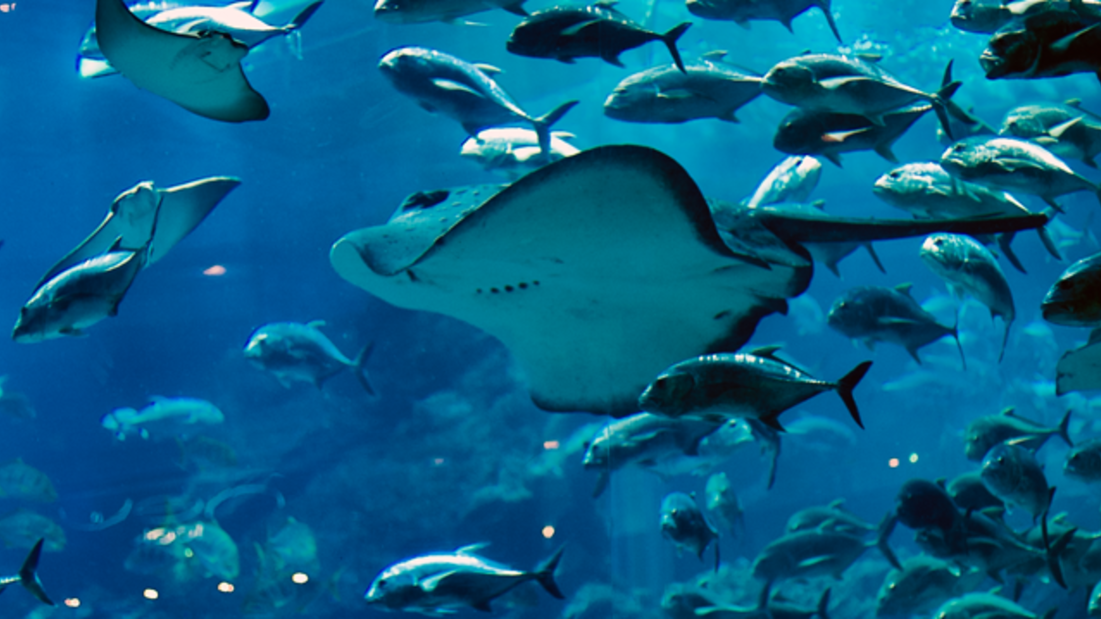 Watch Hundreds Of Stingrays Swim Together In A Group Off Florida's ...