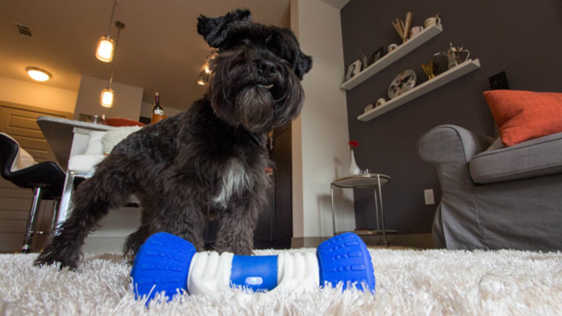 electronic dog bone toy