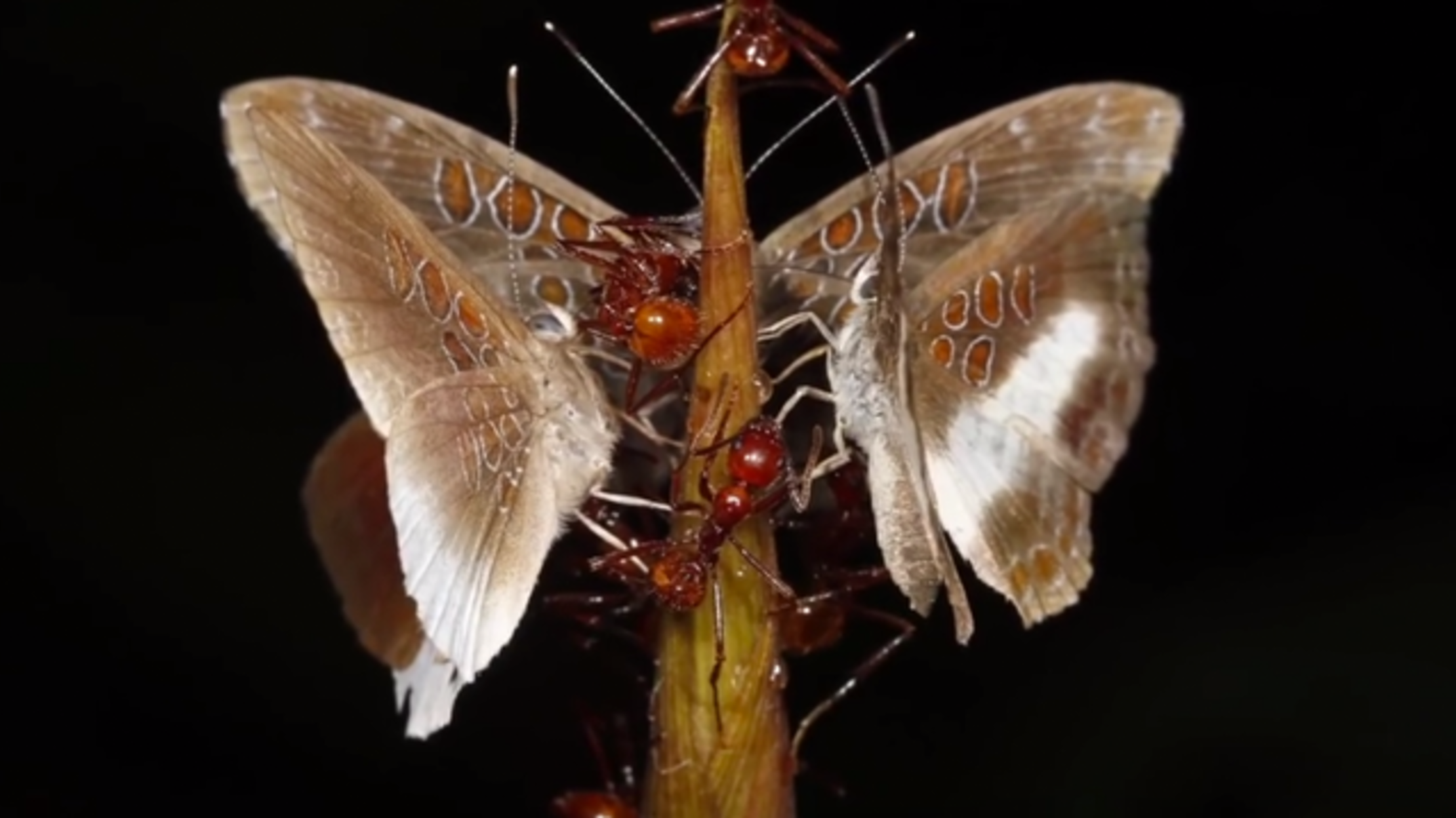 This Rare Butterfly Lives Side By Side With Ants Mental Floss
