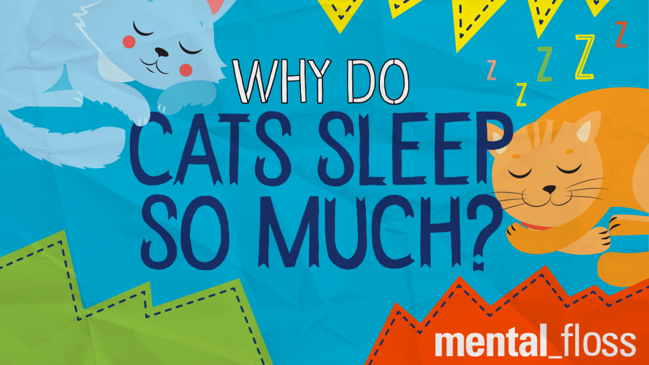 Why Do Cats Sleep So Much Mental Floss