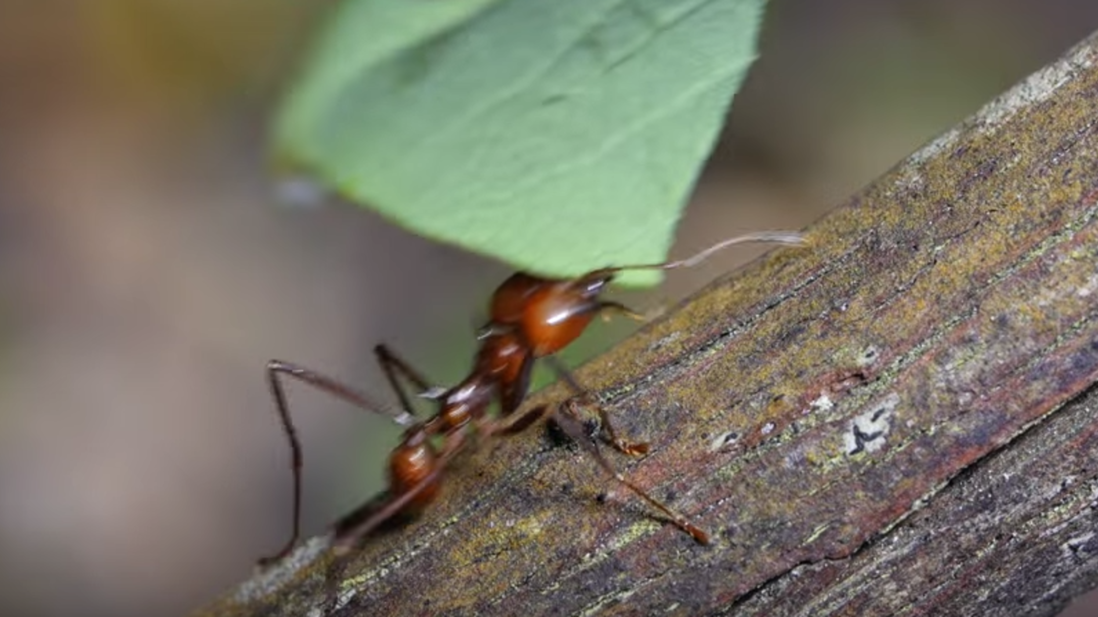 What Do Ants Do With the Leaves They Carry Around? Mental Floss
